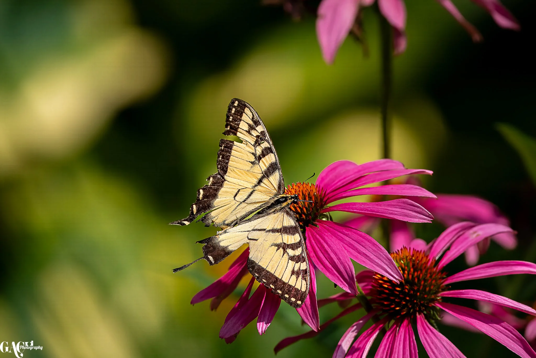 A yellow and black butterfly perched on a pink coneflower