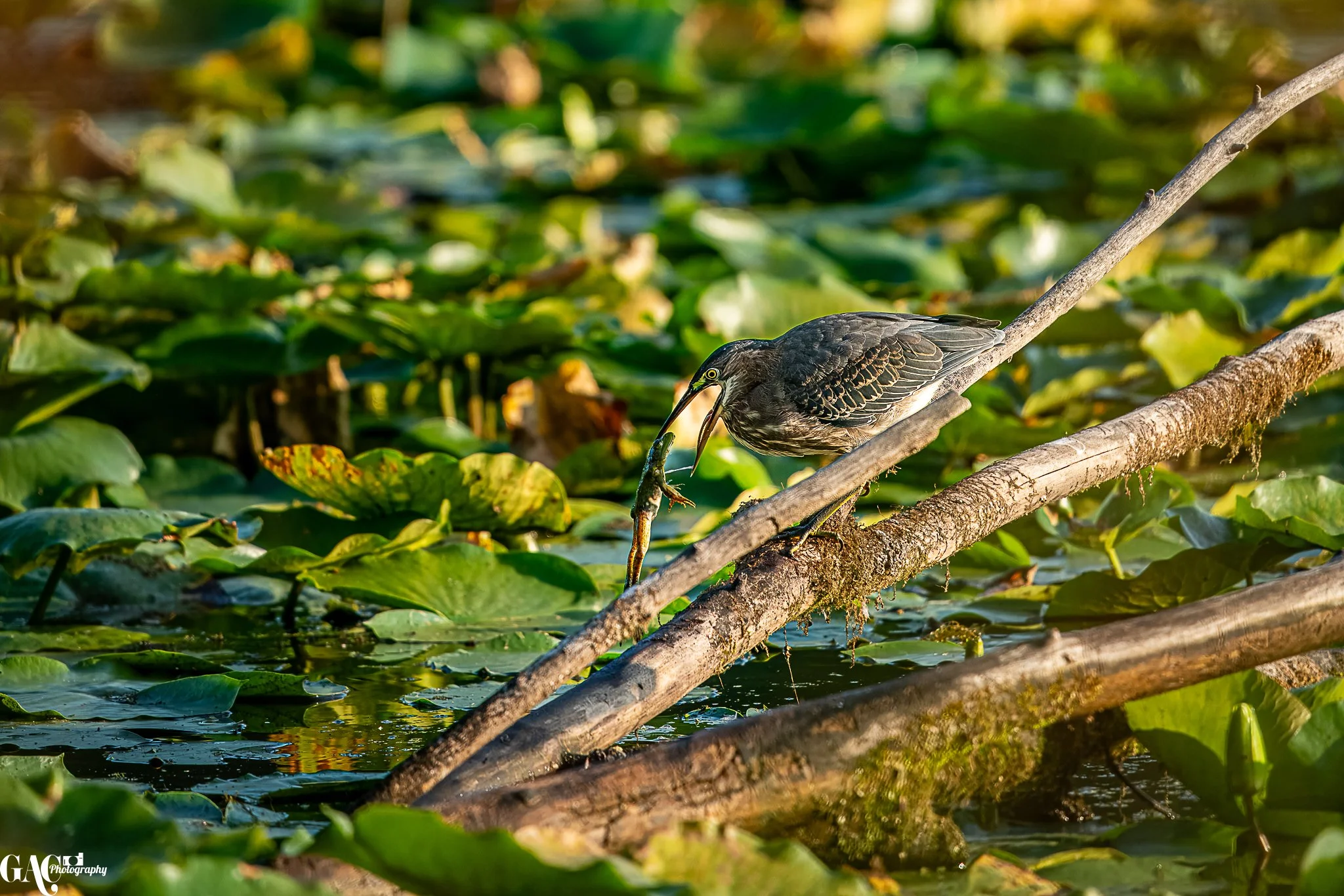 A bird perched on a fallen log in a wetland, catching a small fish in its beak, surrounded by green lily pads and aquatic plants.