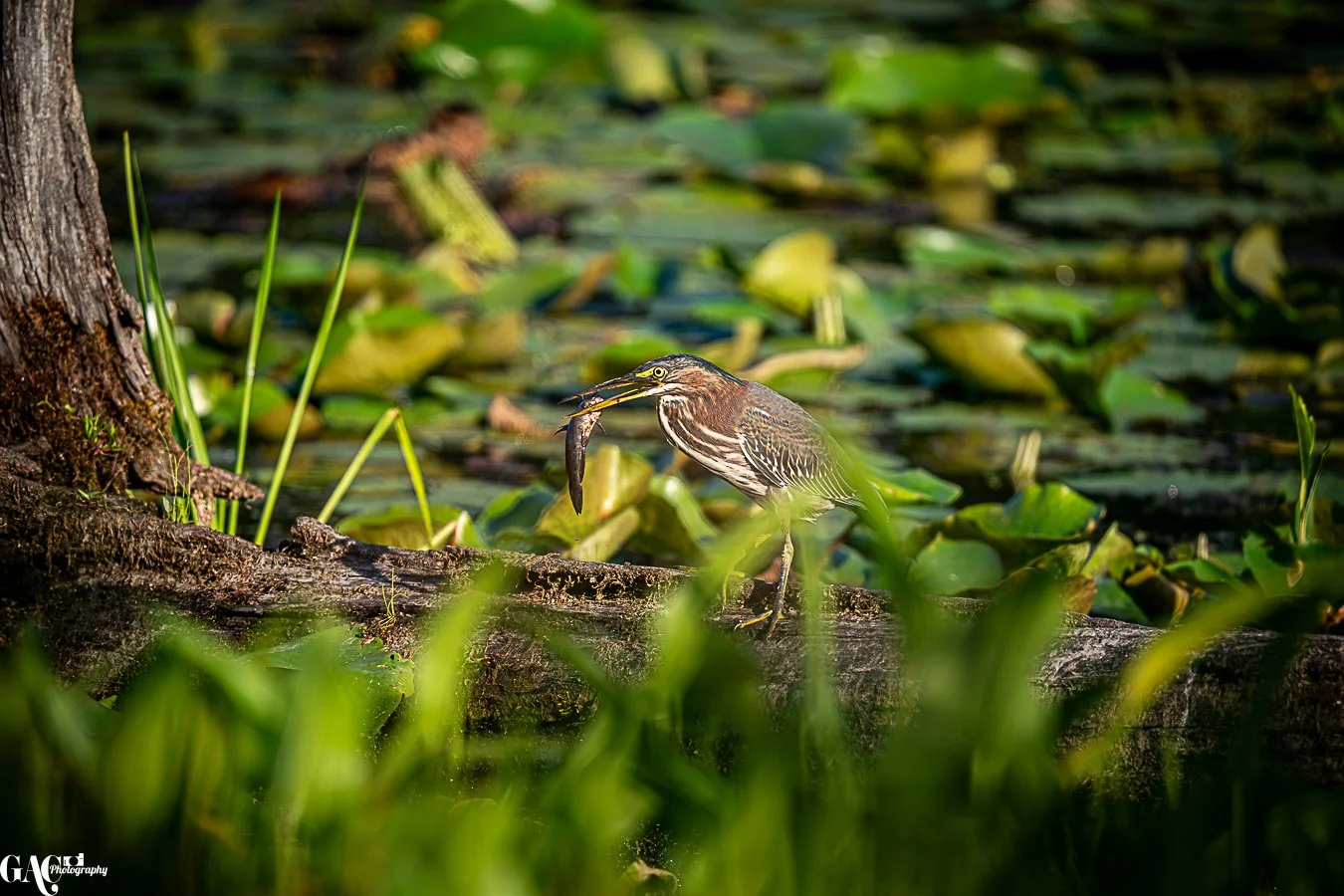 A heron standing on a log in a pond, holding a fish in its beak among floating lily pads and tall grass.