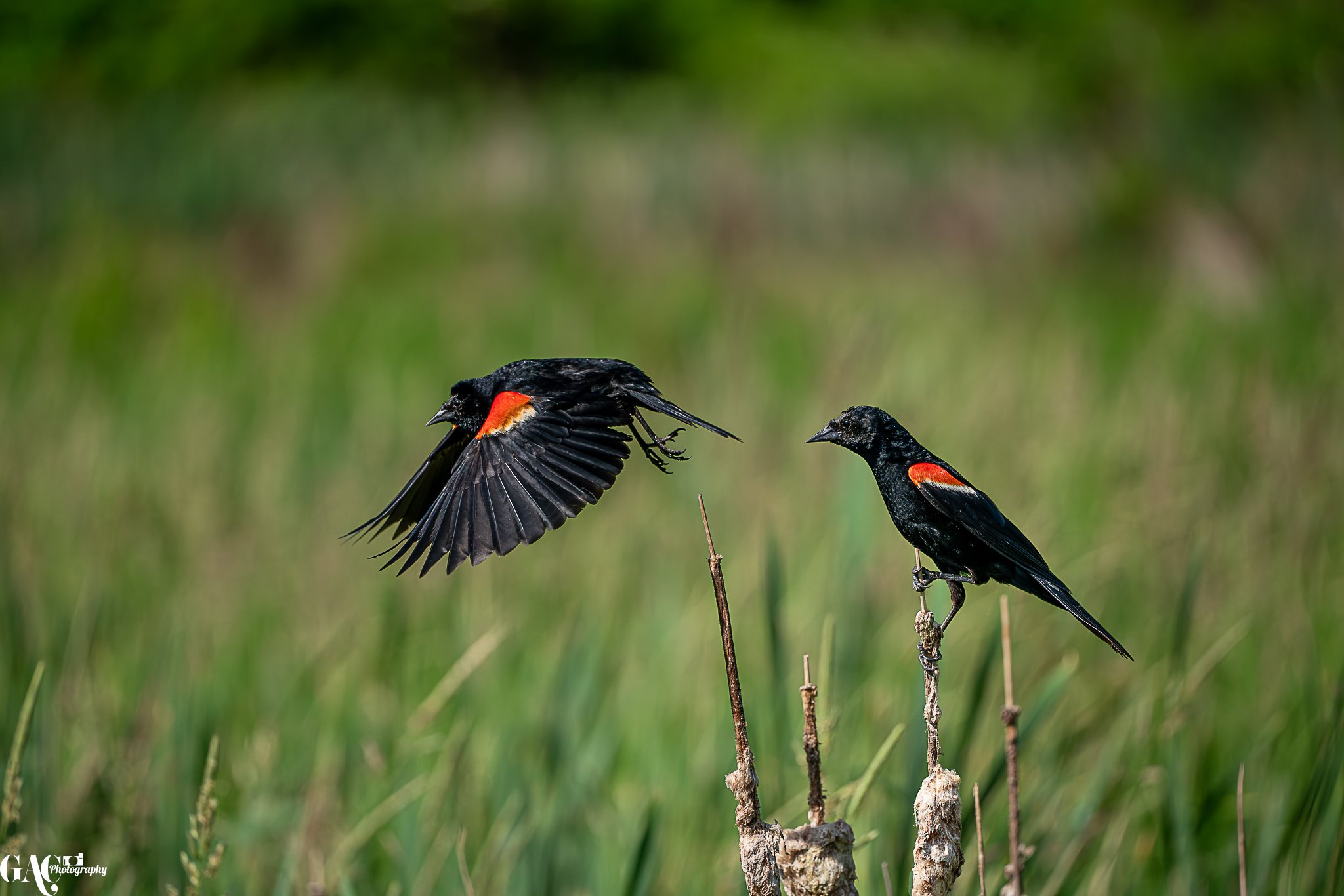 Two red-winged blackbird males, one in flight and one perched on a cattail, in a grassy wetland.