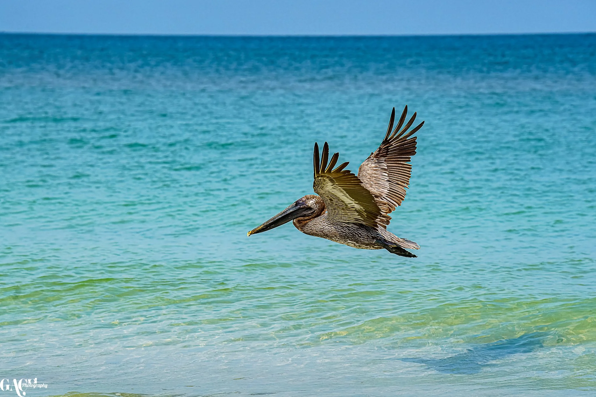 Pelican flying over the ocean with blue water in the background.