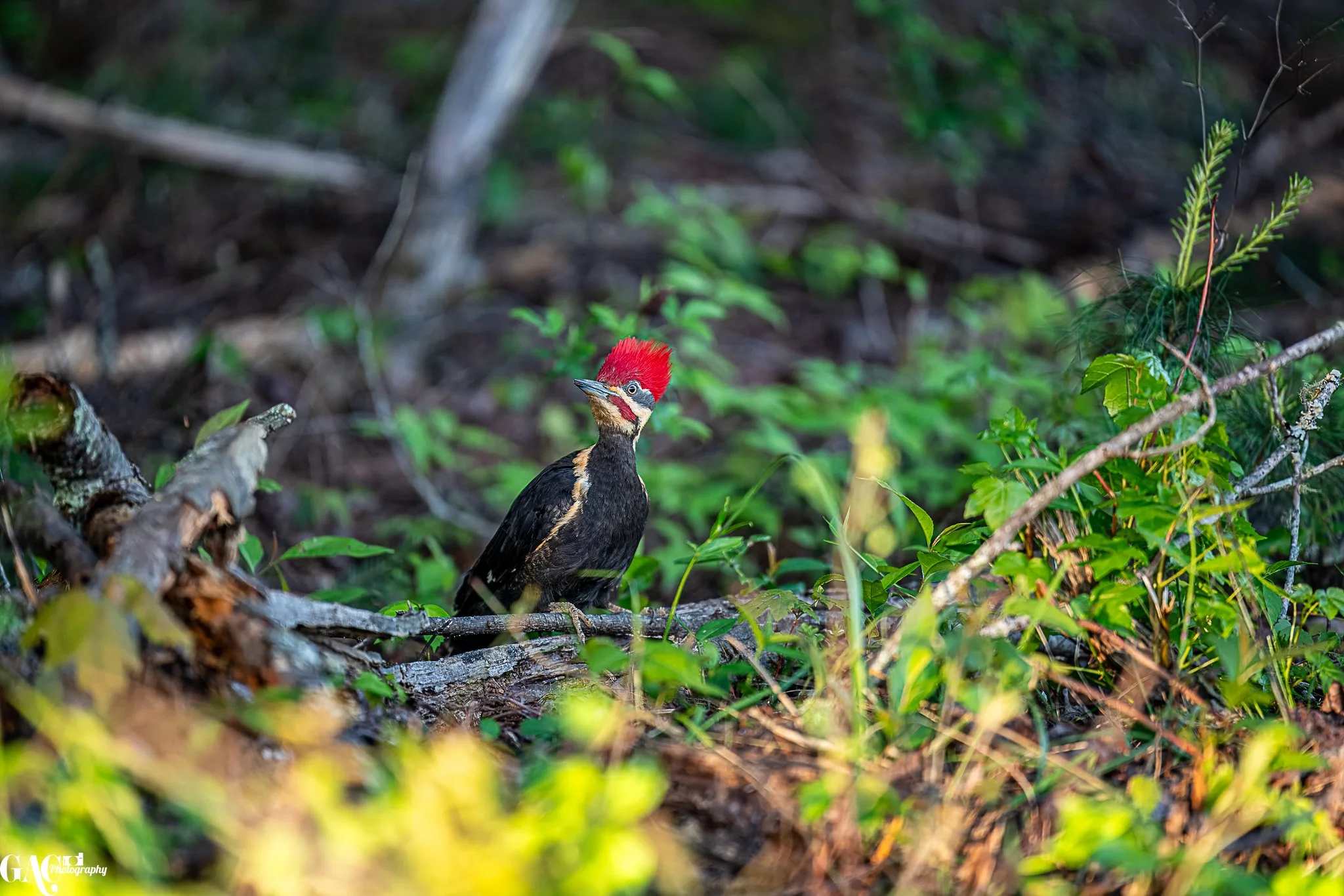 Pileated woodpecker with a red crest standing on the forest floor surrounded by greenery and tree branches.