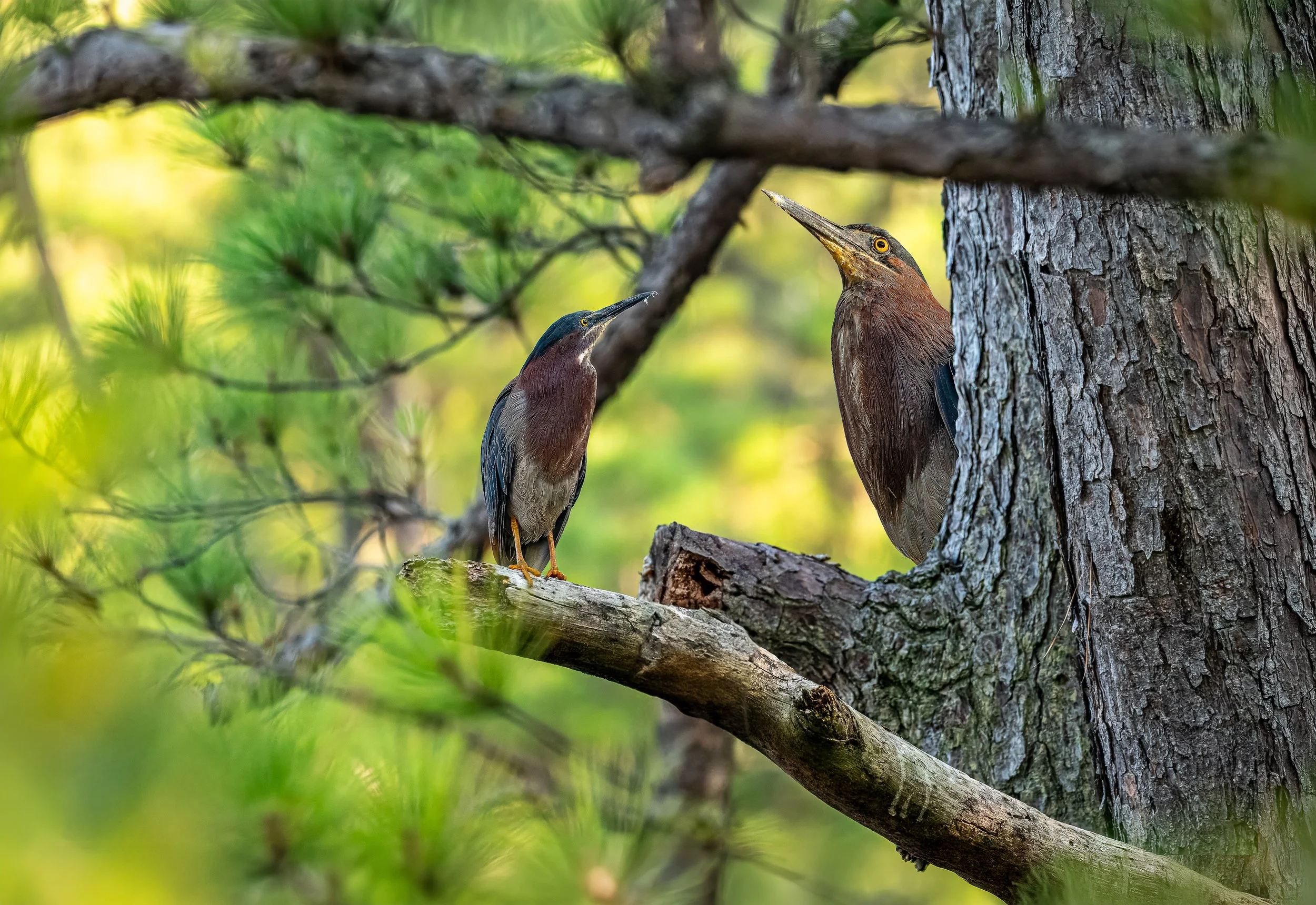 Two Green Herons birds on a tree branch, with one poking its head out of back of the tree trunk.