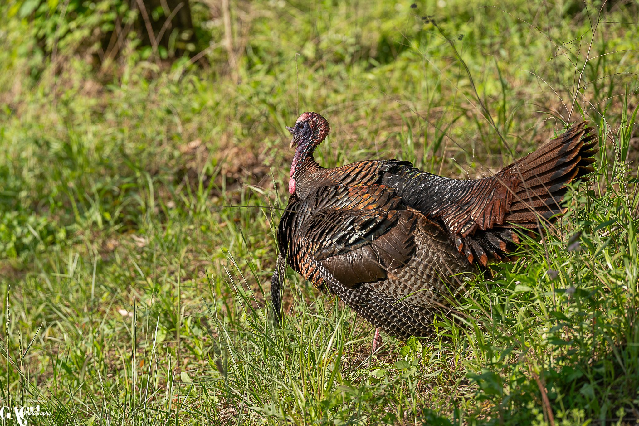 Wild turkey standing in a grassy field