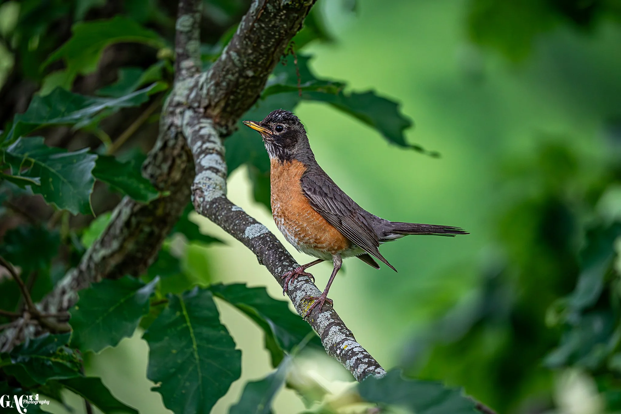 A bird perched on a branch in a green leafy tree