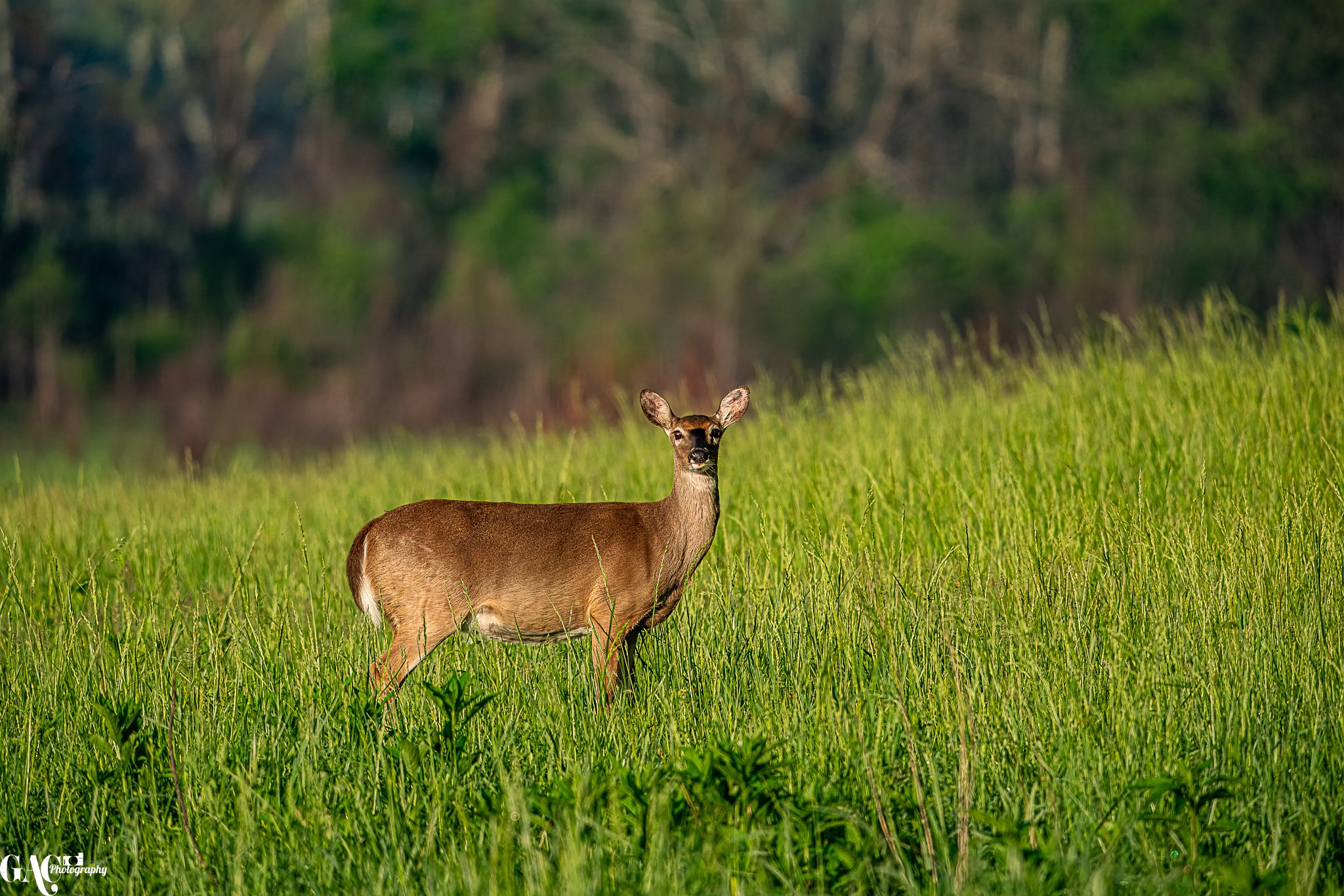 A deer standing in tall grass with a blurred forest background.