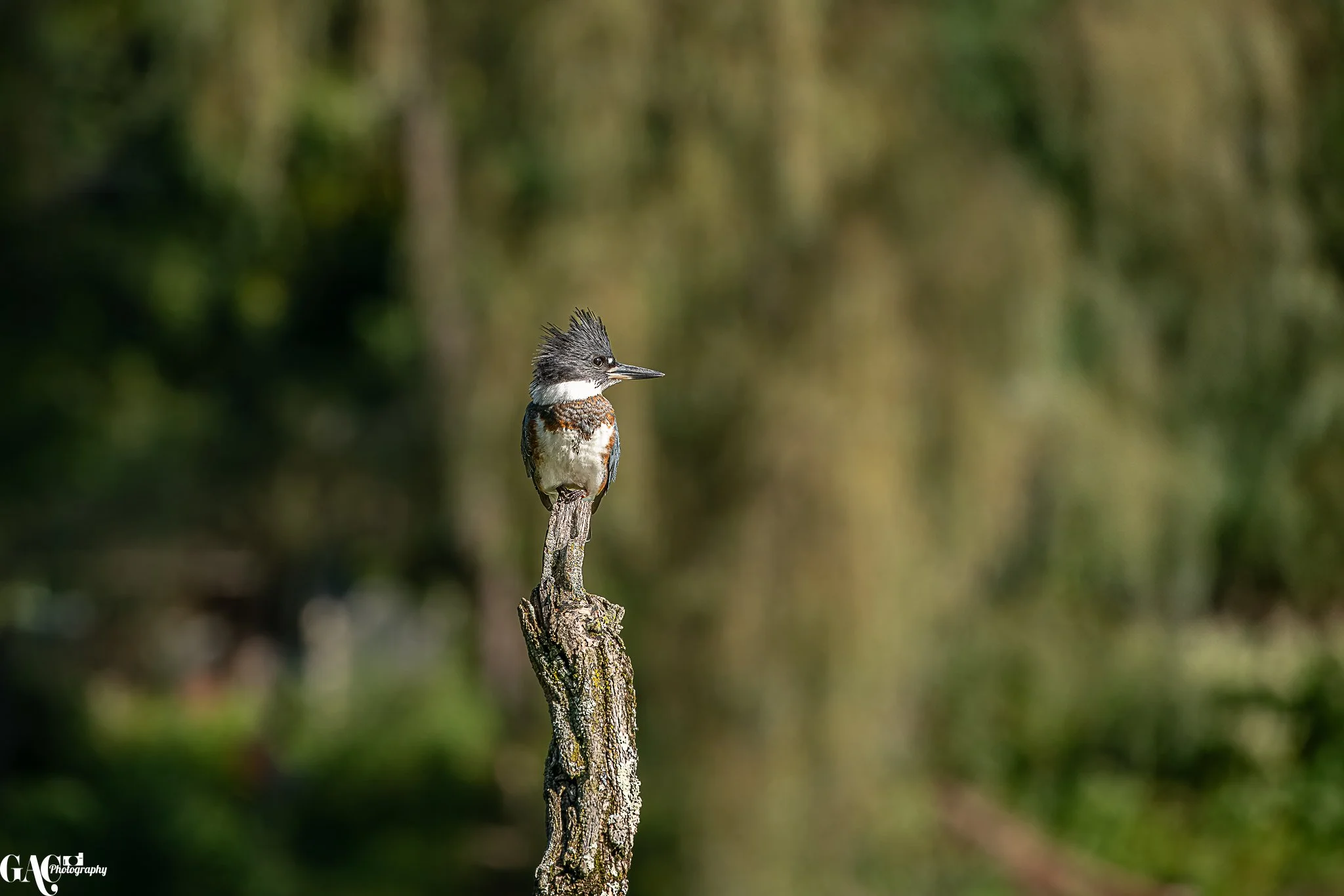 A kingfisher bird with a spiky crest perched on top of a weathered tree stump in a natural outdoor setting.