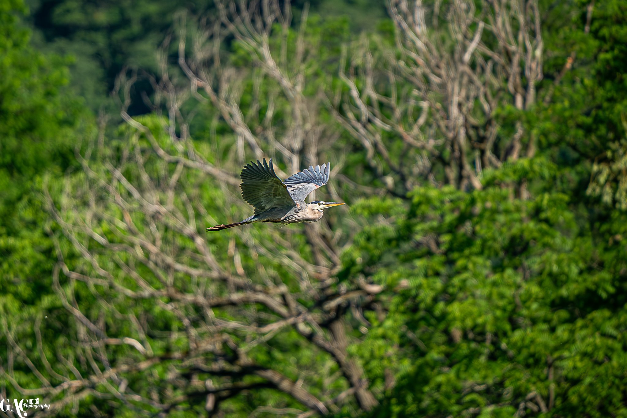 A heron flying through a green forest with its wings spread wide and beak pointed forward.