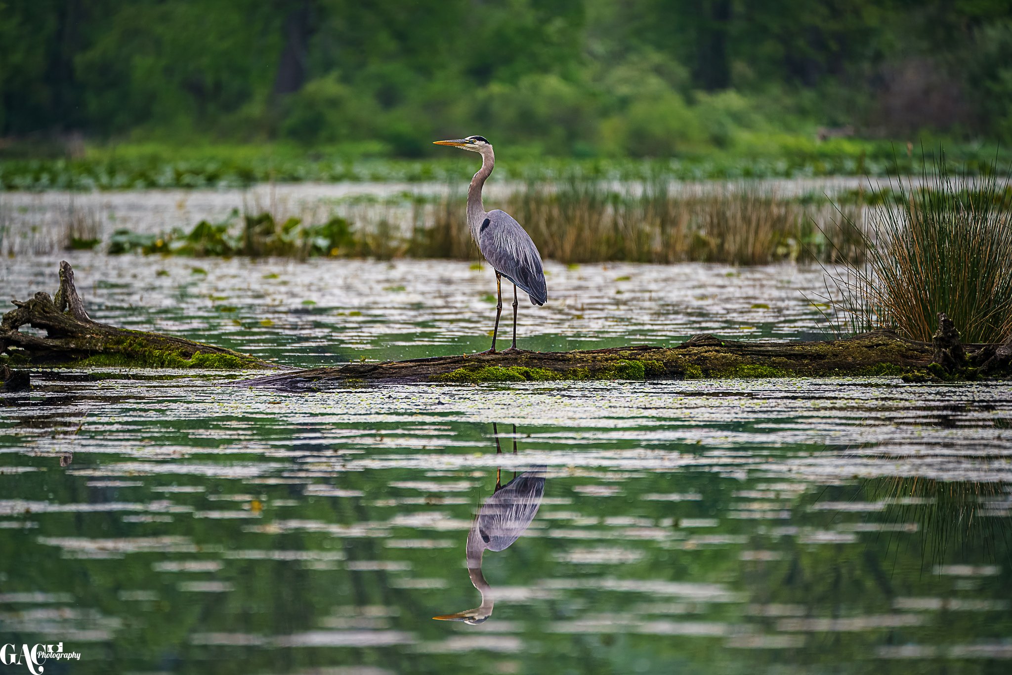 A heron standing on a log in a calm body of water with lush green trees in the background, and its reflection visible in the water.