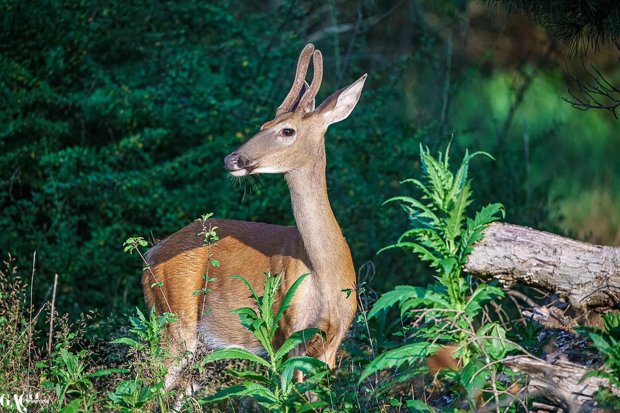 A deer with light brown fur and small antlers standing among green plants and fallen logs in a forest setting.