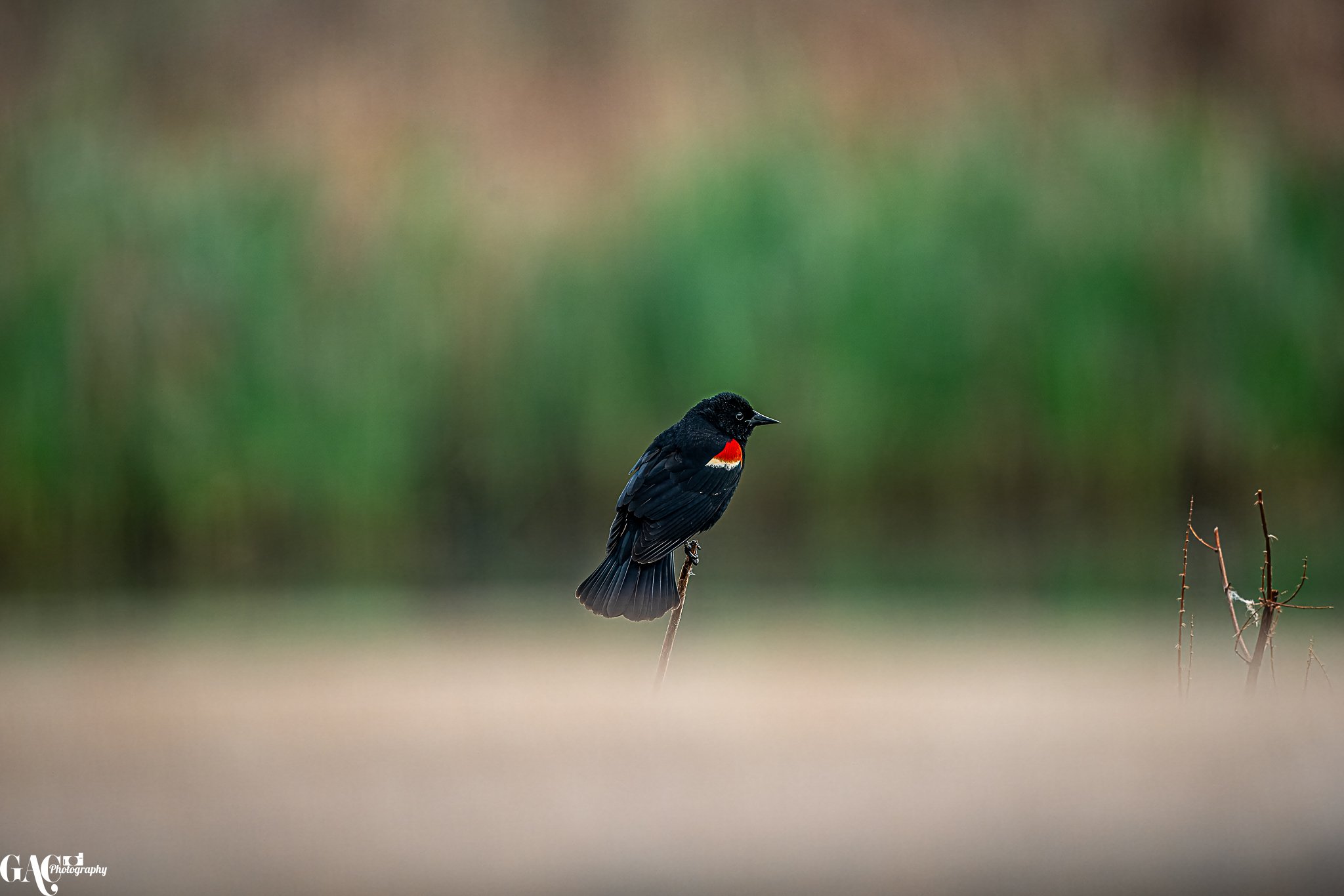 Blackbird with red shoulder on branch against green background.