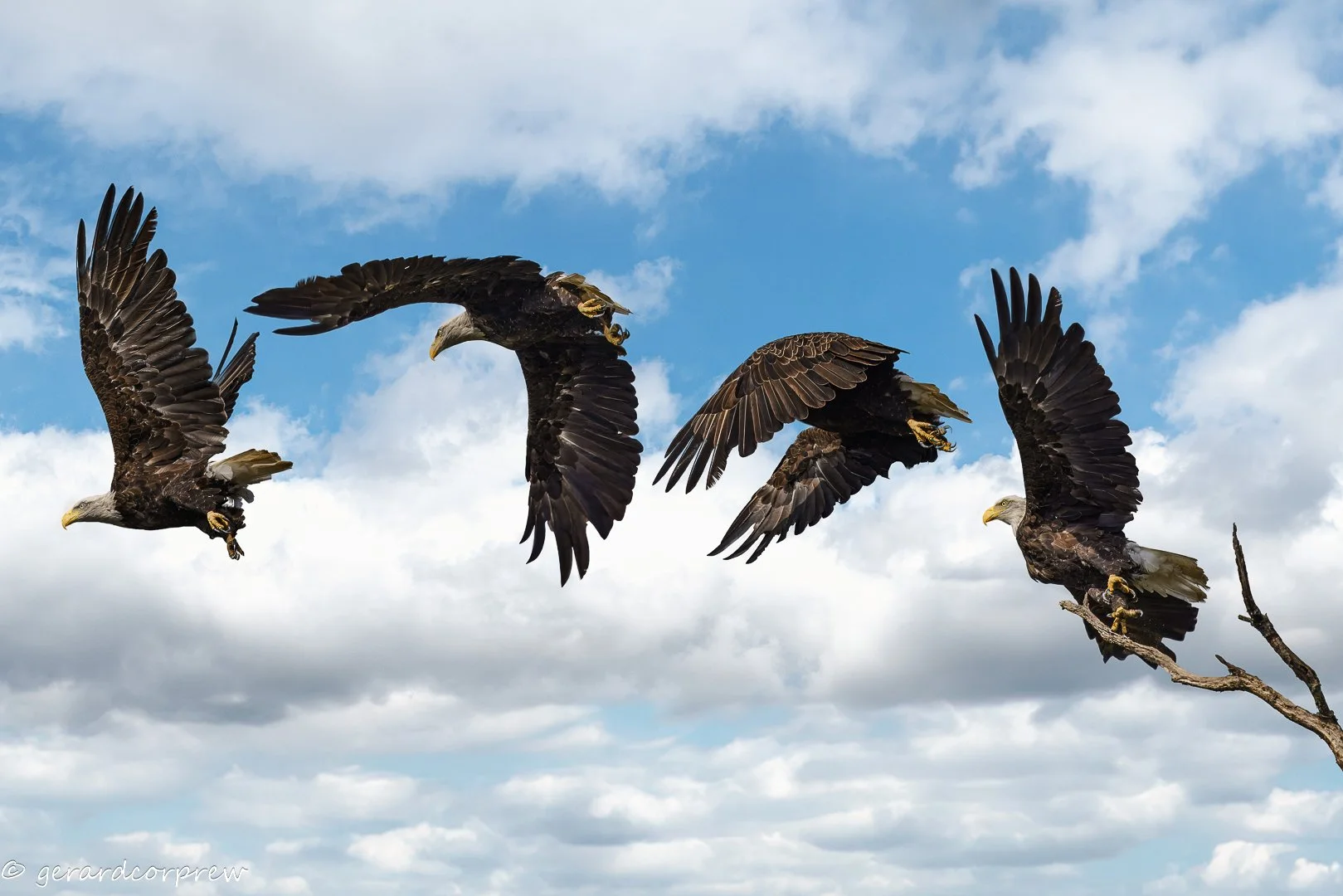 Bald Eagle in flight sequence against a blue sky with clouds.