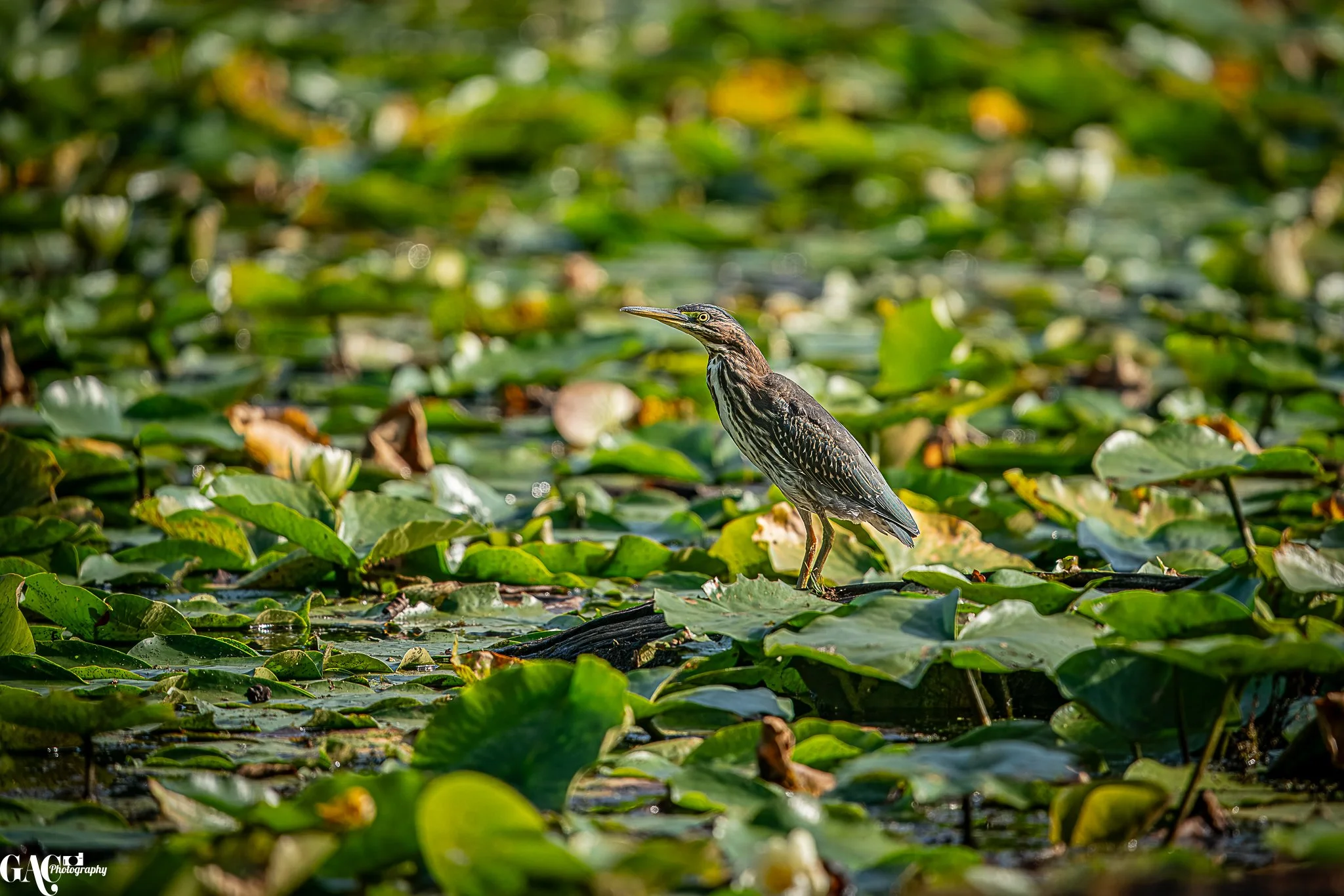 A heron standing on a fallen log amid green lily pads on a pond.