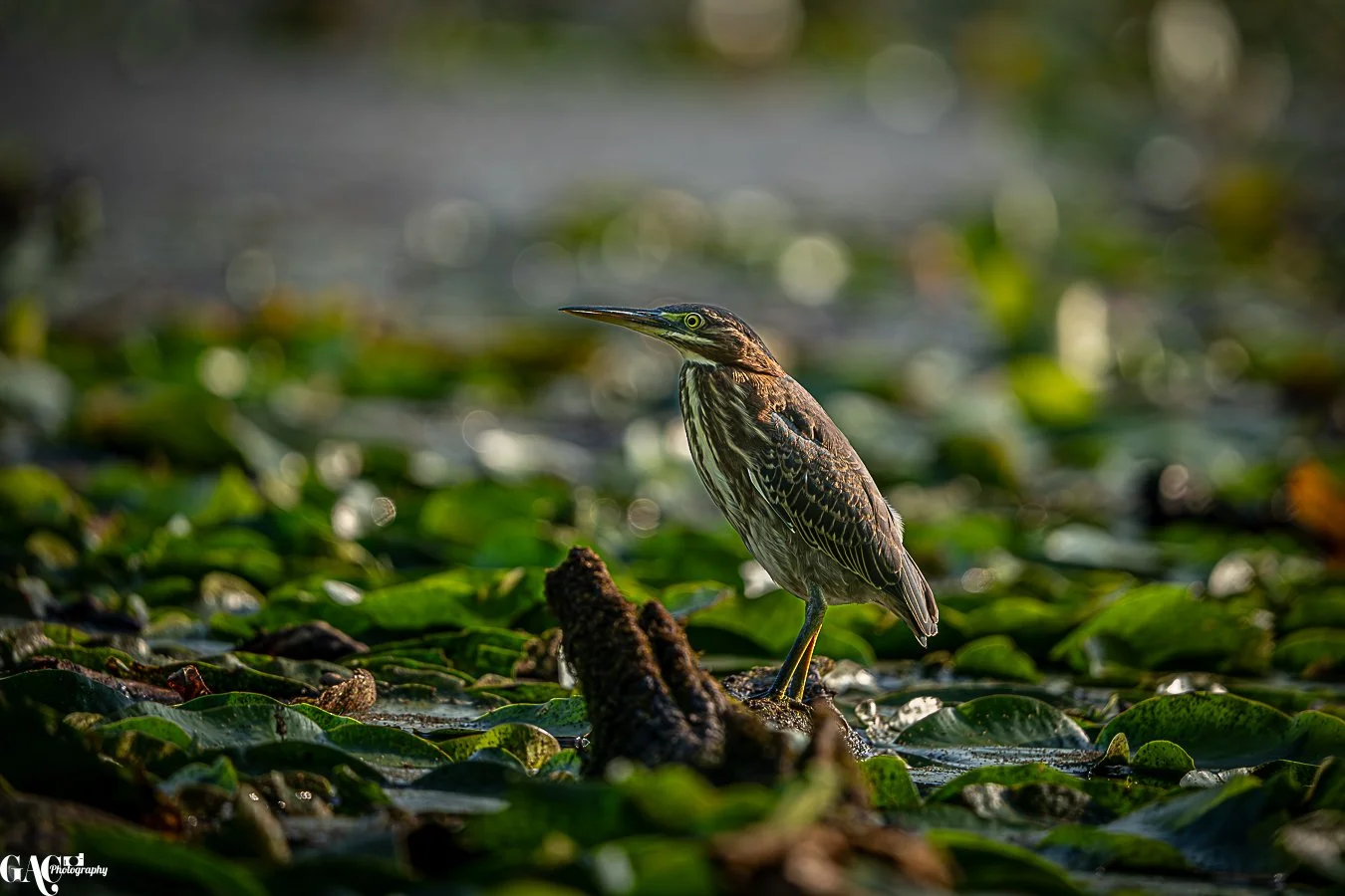 A heron standing on a branch amidst green water plants in a wetland.