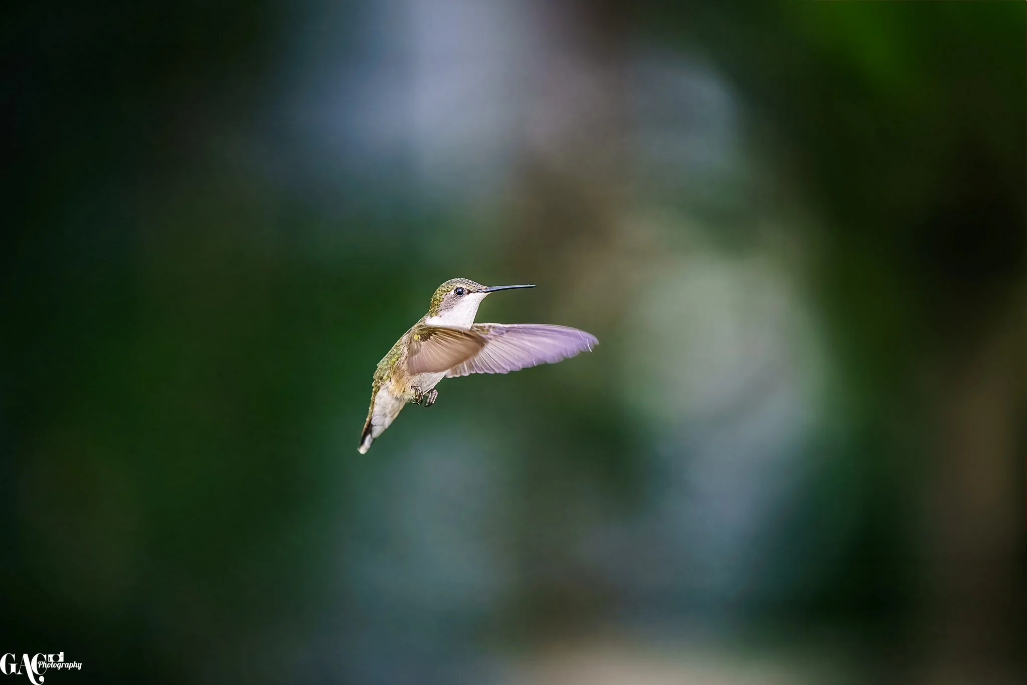 A hummingbird in flight with wings blurred, set against a green and brown blurred background.