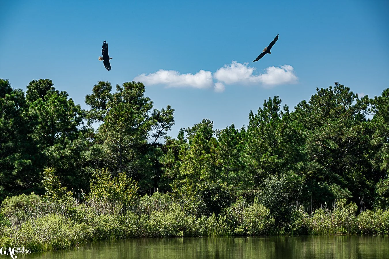 Two bald eagles flying above a green swamp with tall pine trees and bright blue sky.