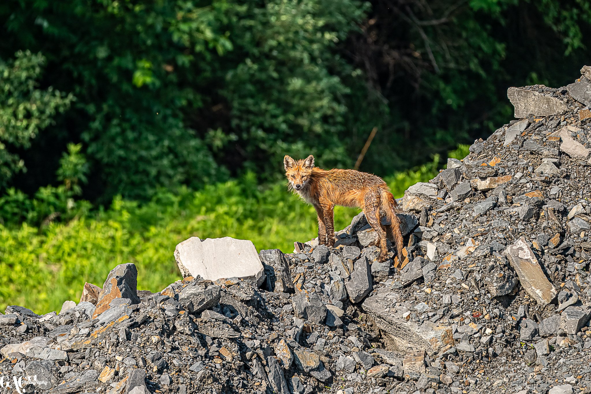 A fox standing on a rocky slope with green trees in the background.