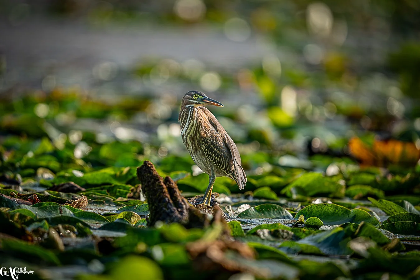 A heron stands on a muddy log surrounded by green aquatic plants with blurred water and foliage in the background.