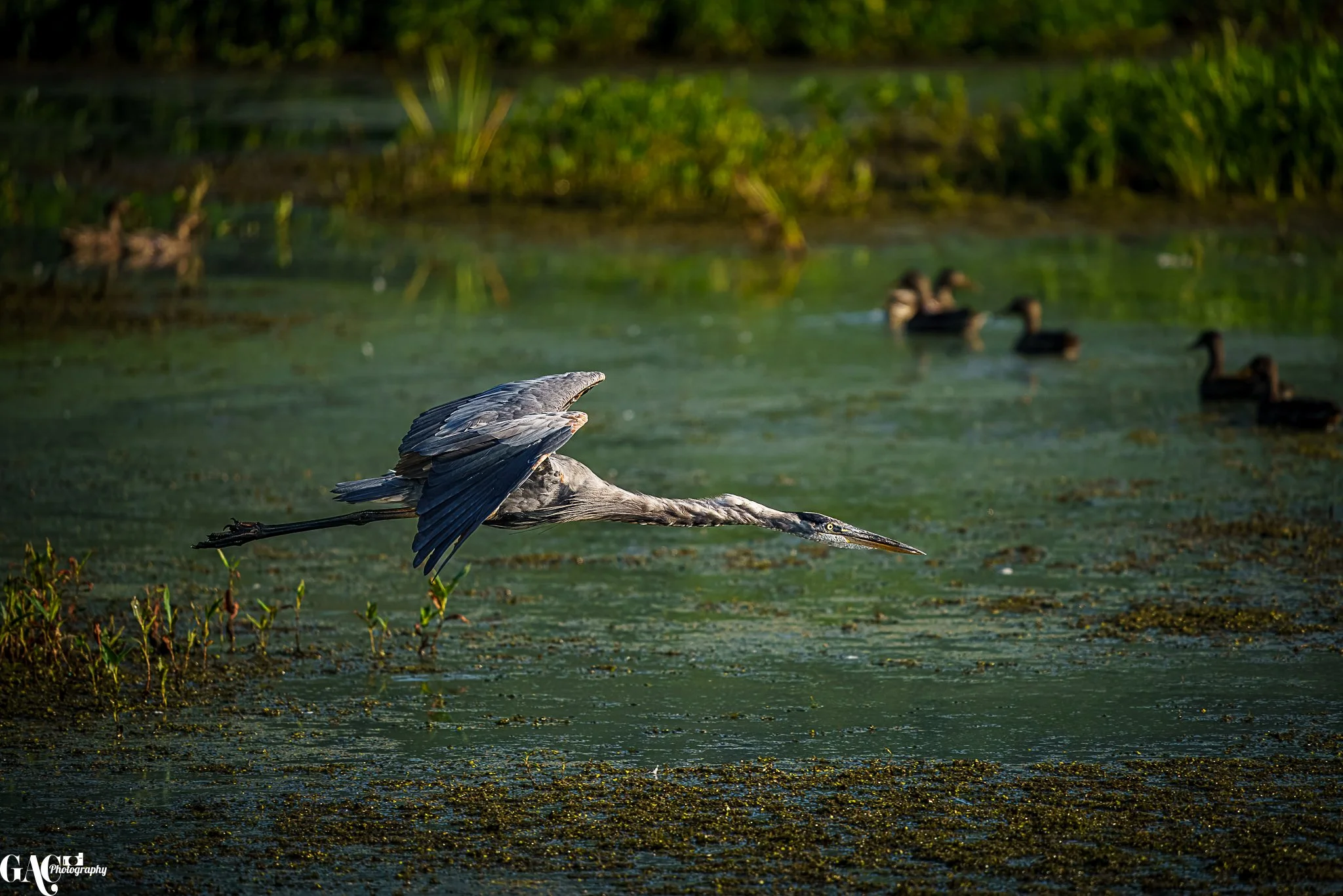 A heron flying low over a marsh with ducks swimming in the background.