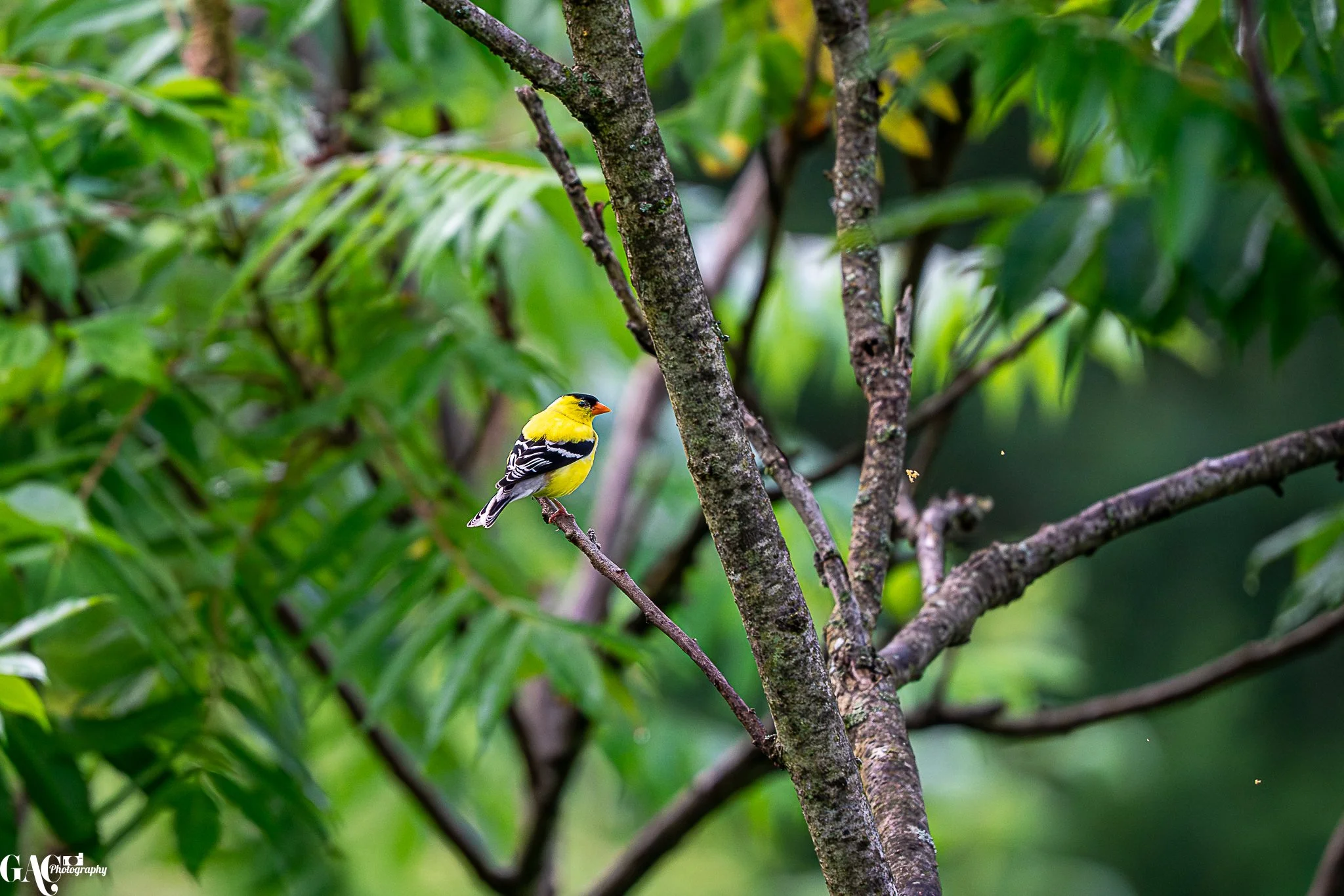 Yellow and black bird perched on a tree branch amidst green foliage.