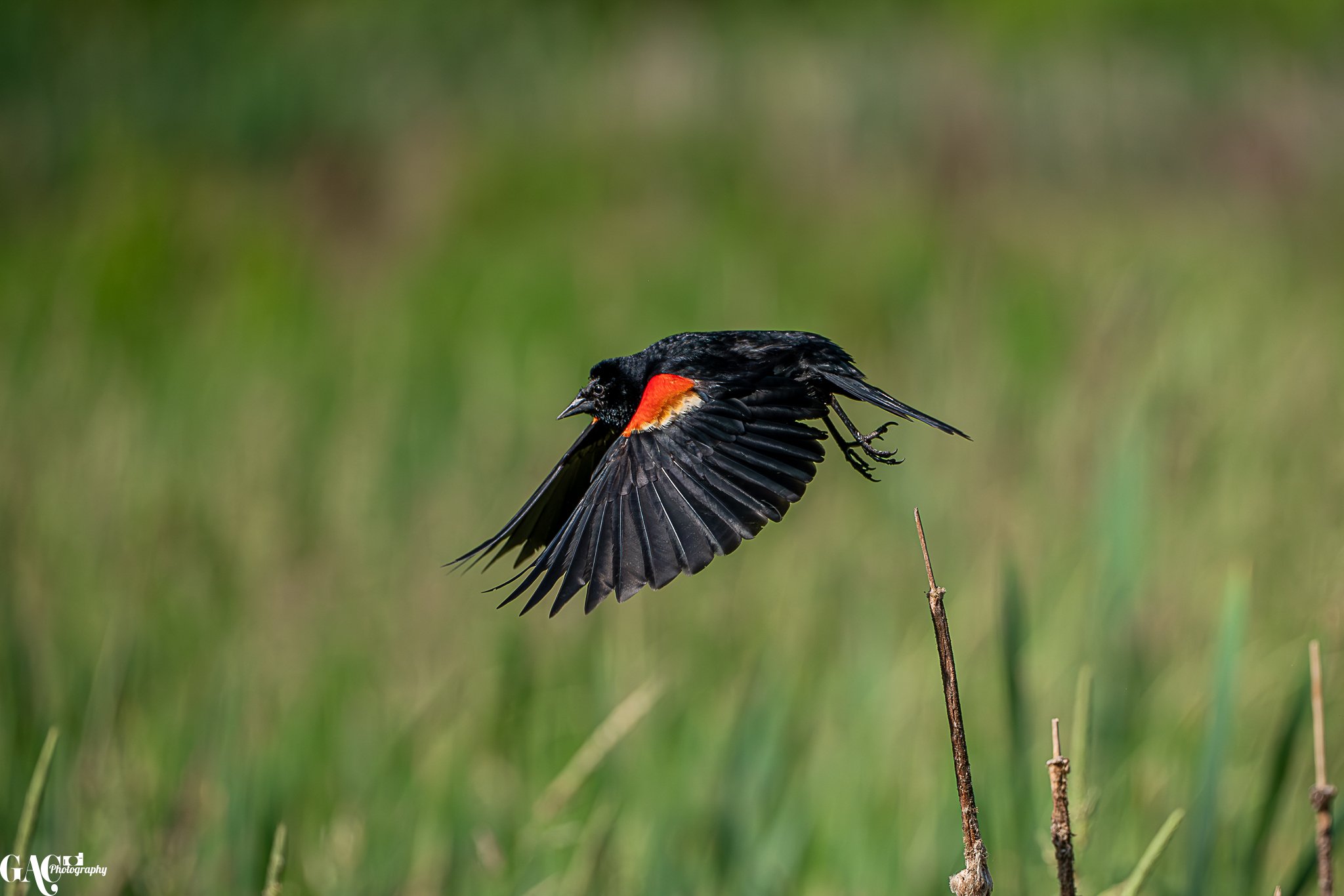 A black bird with a red patch on its shoulder, in mid-flight near tall grass and sticks.
