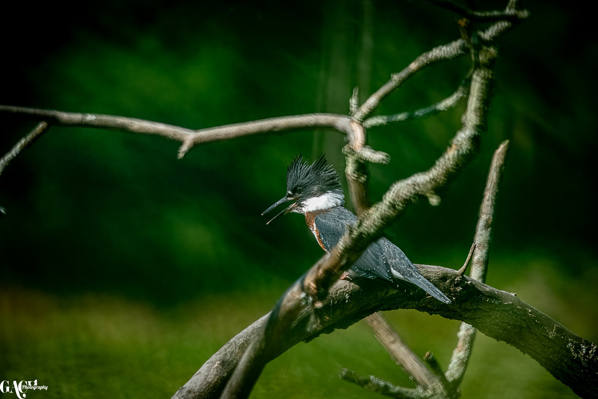 A Kingfisher bird perched on a tree branch in a green, natural environment