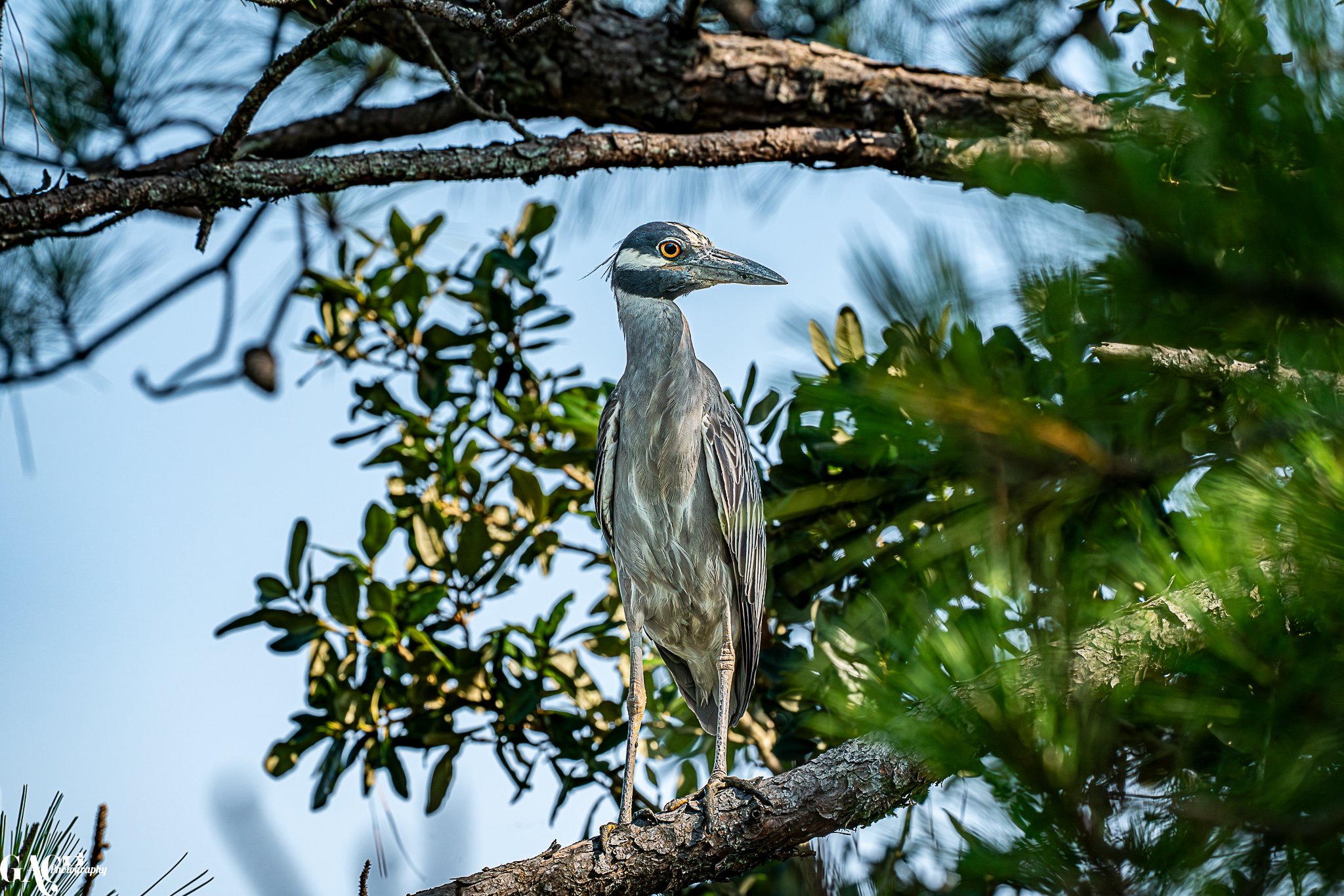 A heron perched on a tree branch among green leaves and pine needles, with a clear blue sky background.