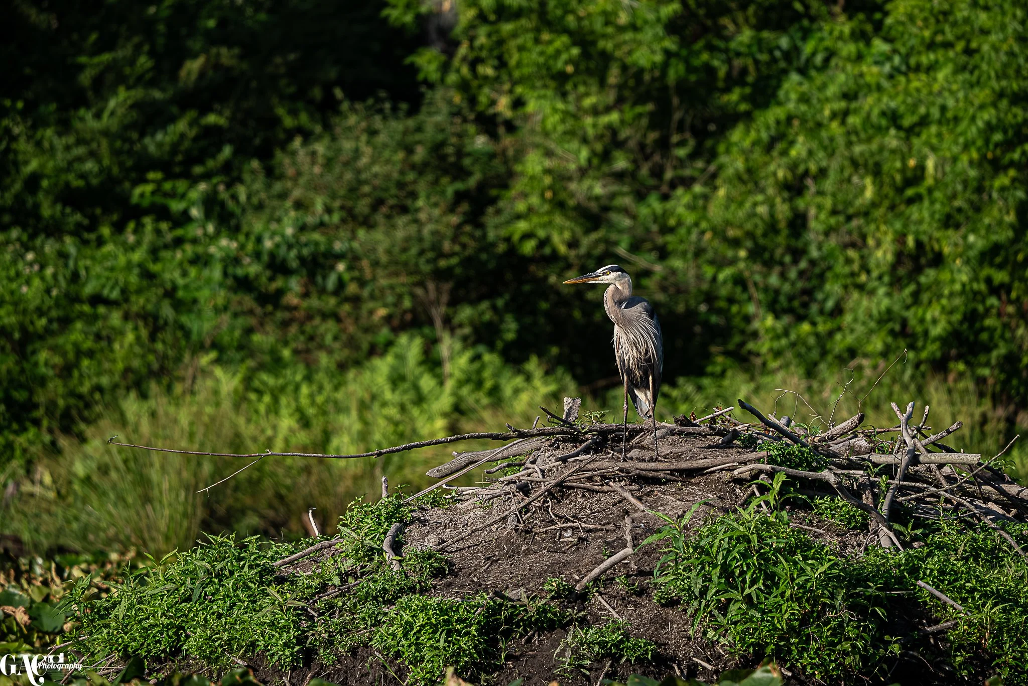 A heron stands on a mound of dirt and twigs surrounded by green foliage, with a background of dense trees.