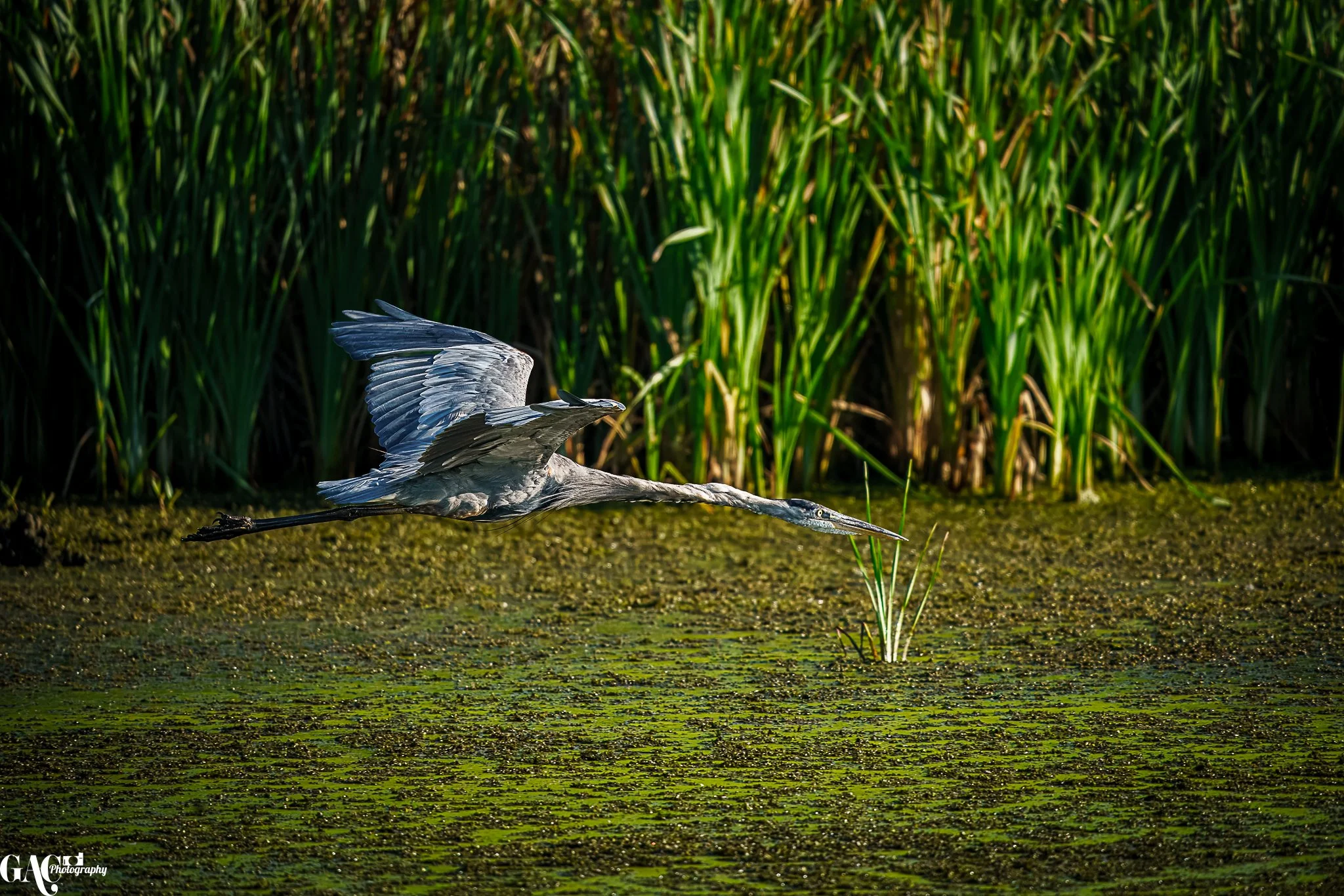 A heron flying low over a green swamp with tall reeds in the background.