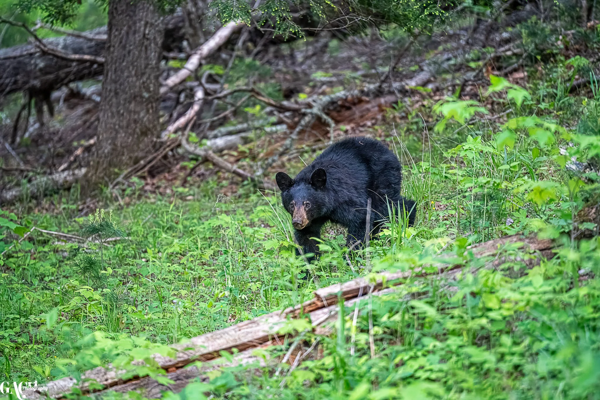 A black bear walking through a forest with dense green undergrowth and trees in the background.