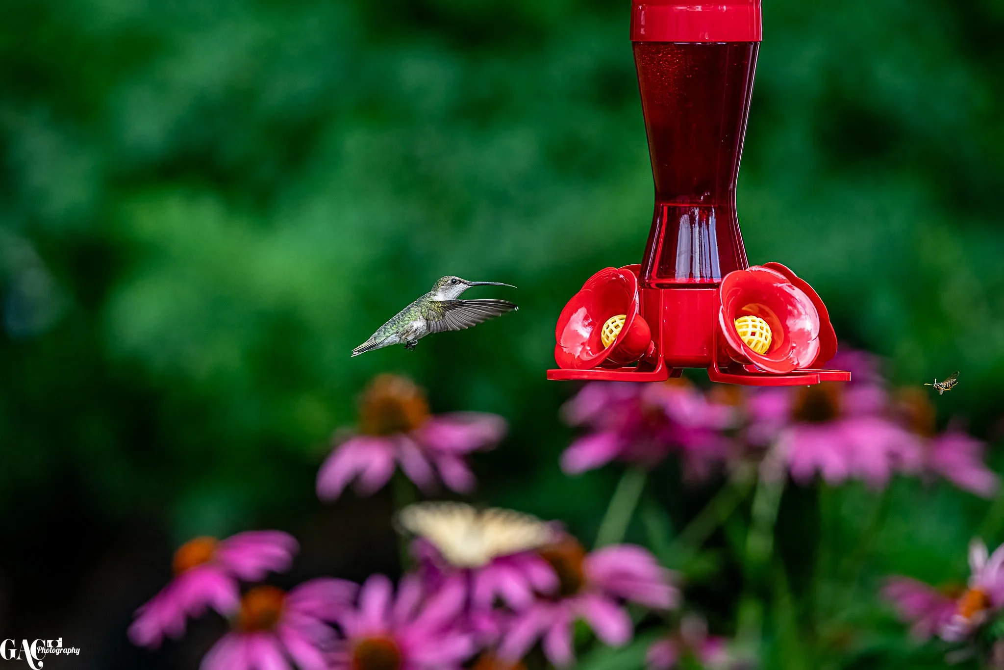 A hummingbird flying near a red hummingbird feeder surrounded by pink flowers with a blurred green background.