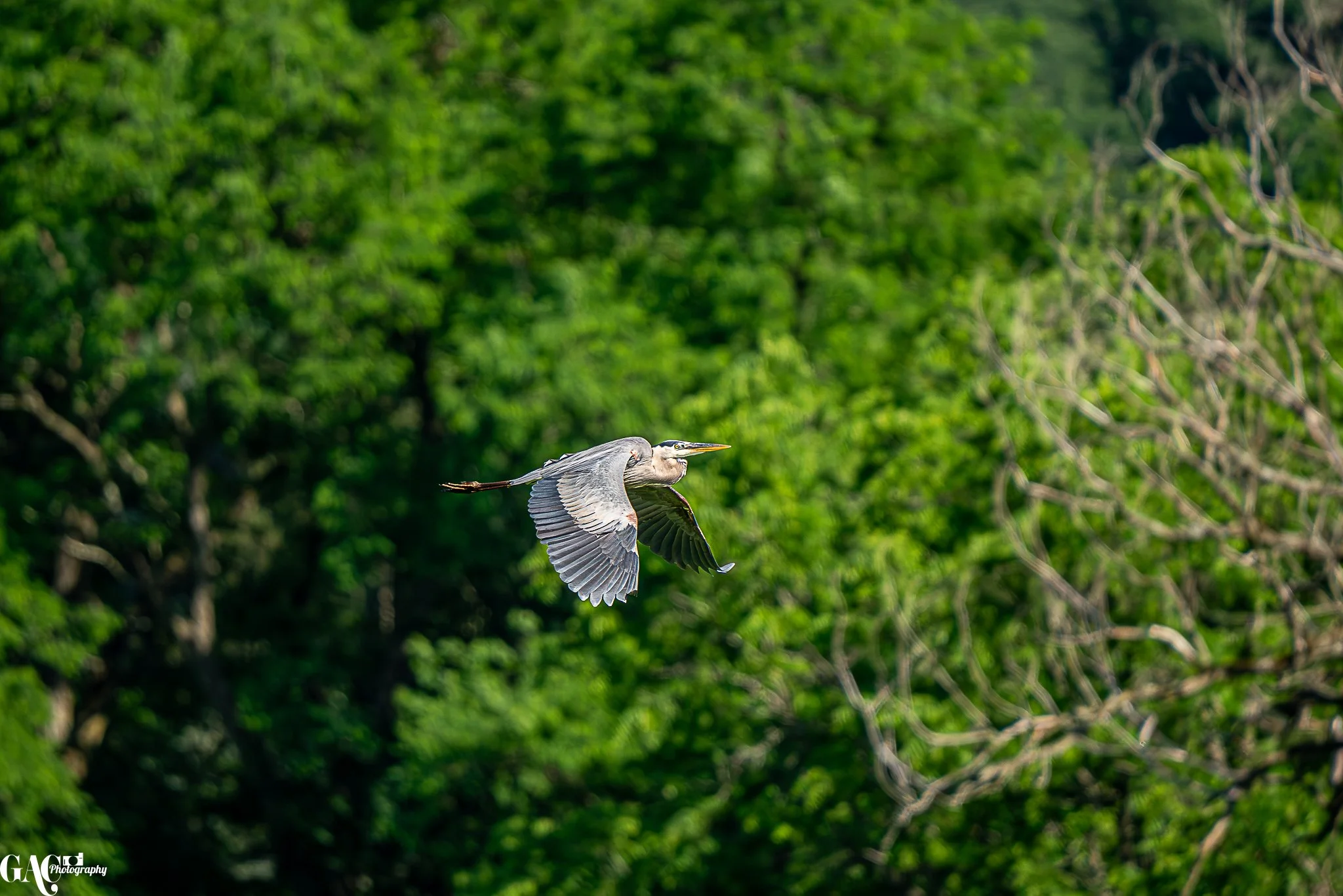 A heron flying in front of a lush green forest.