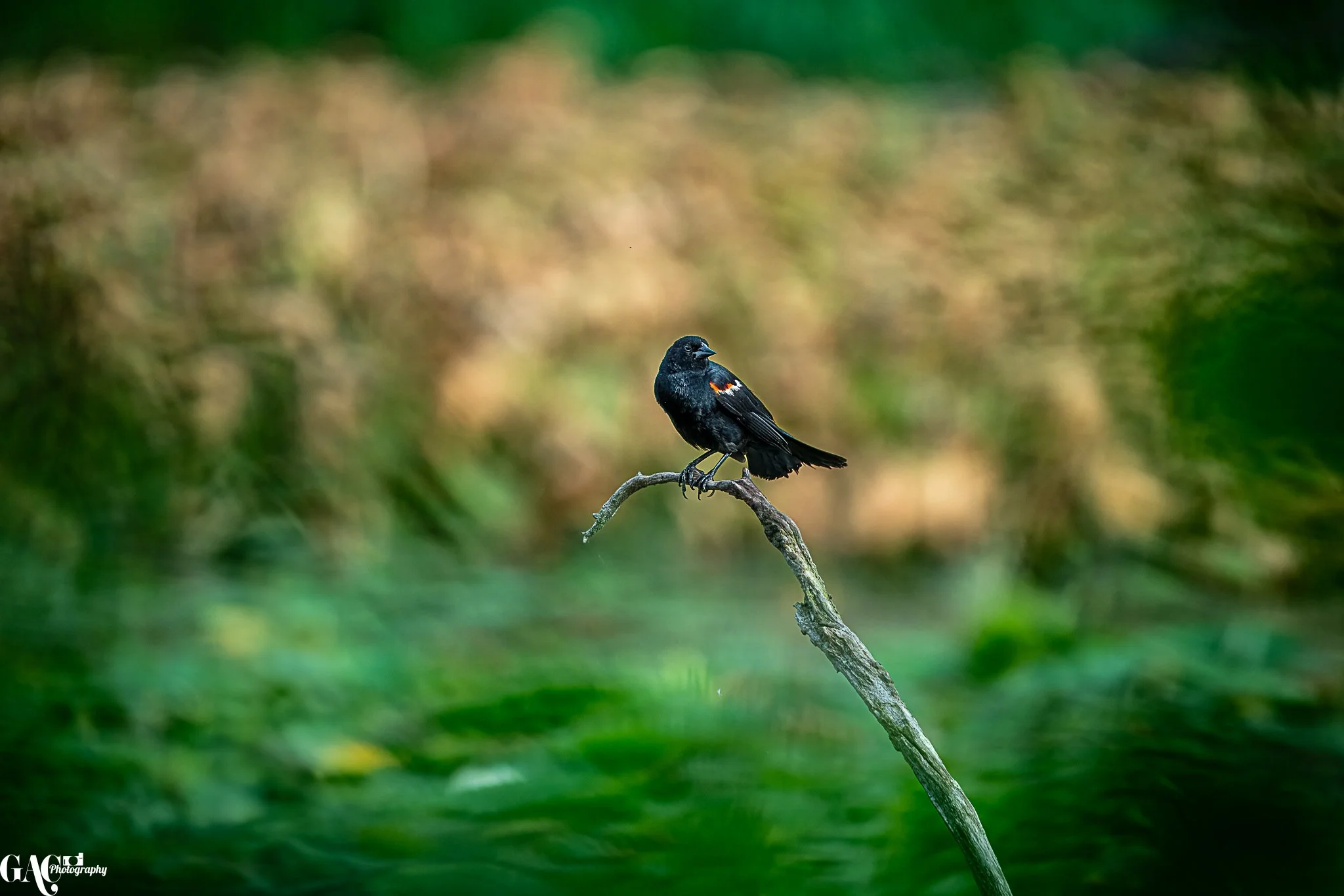 A small black bird with a hint of orange and white on its wing, perched on a thin, curved branch in a natural outdoor setting with a blurred green and brown background.
