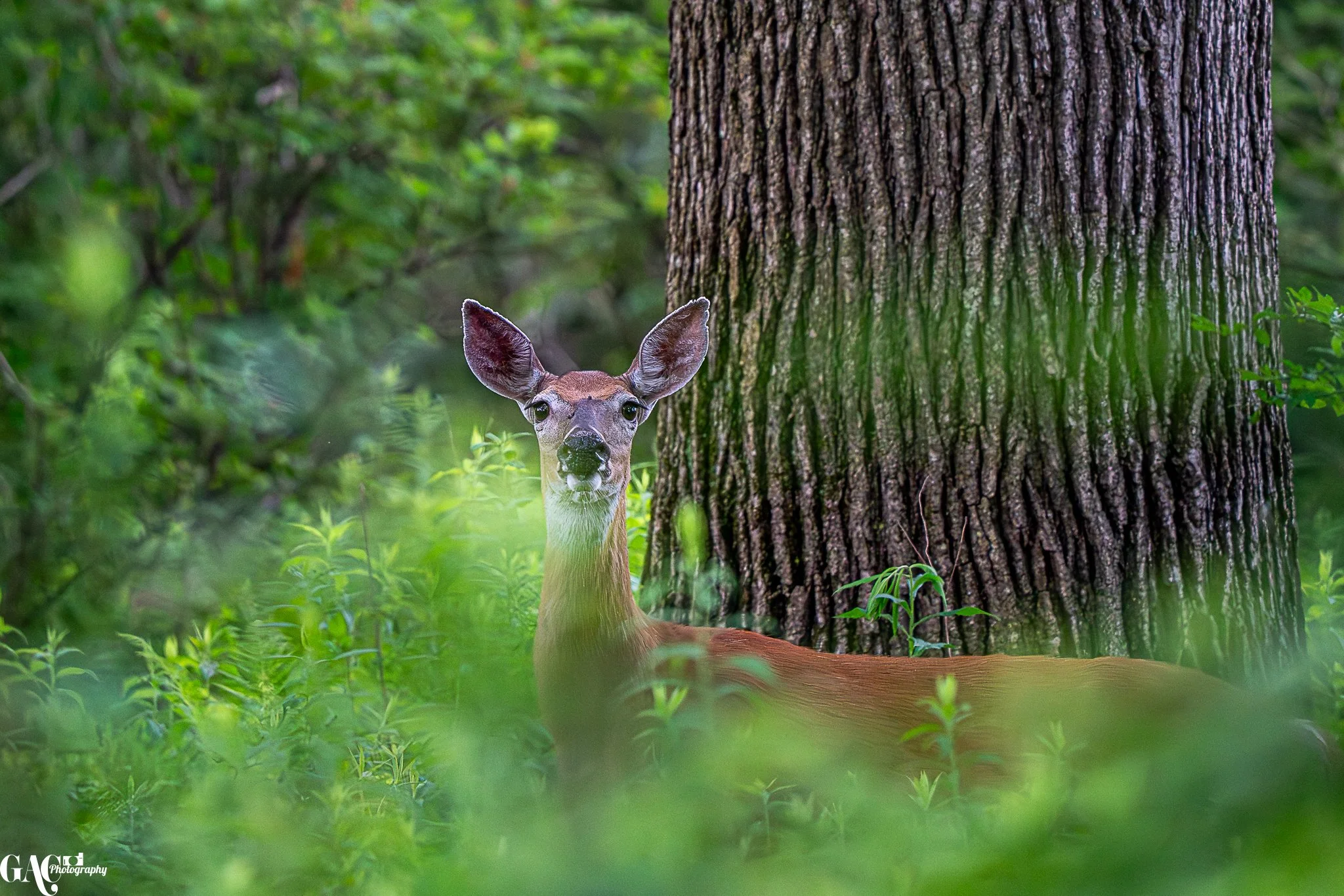 A deer peeking from behind green foliage in a forest, with a large tree trunk in the background.