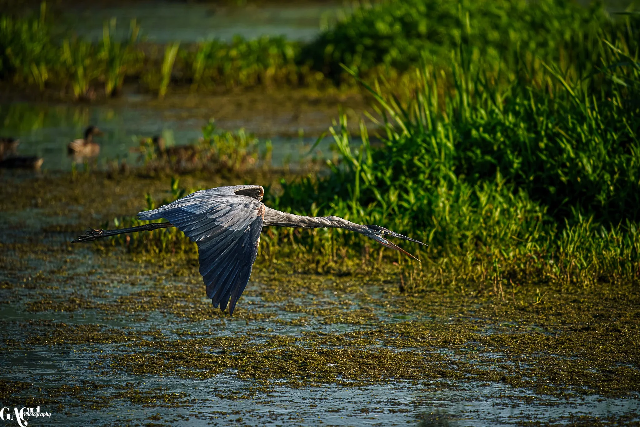 A heron flying low over a marsh with green plants in the background and ducks in the water.