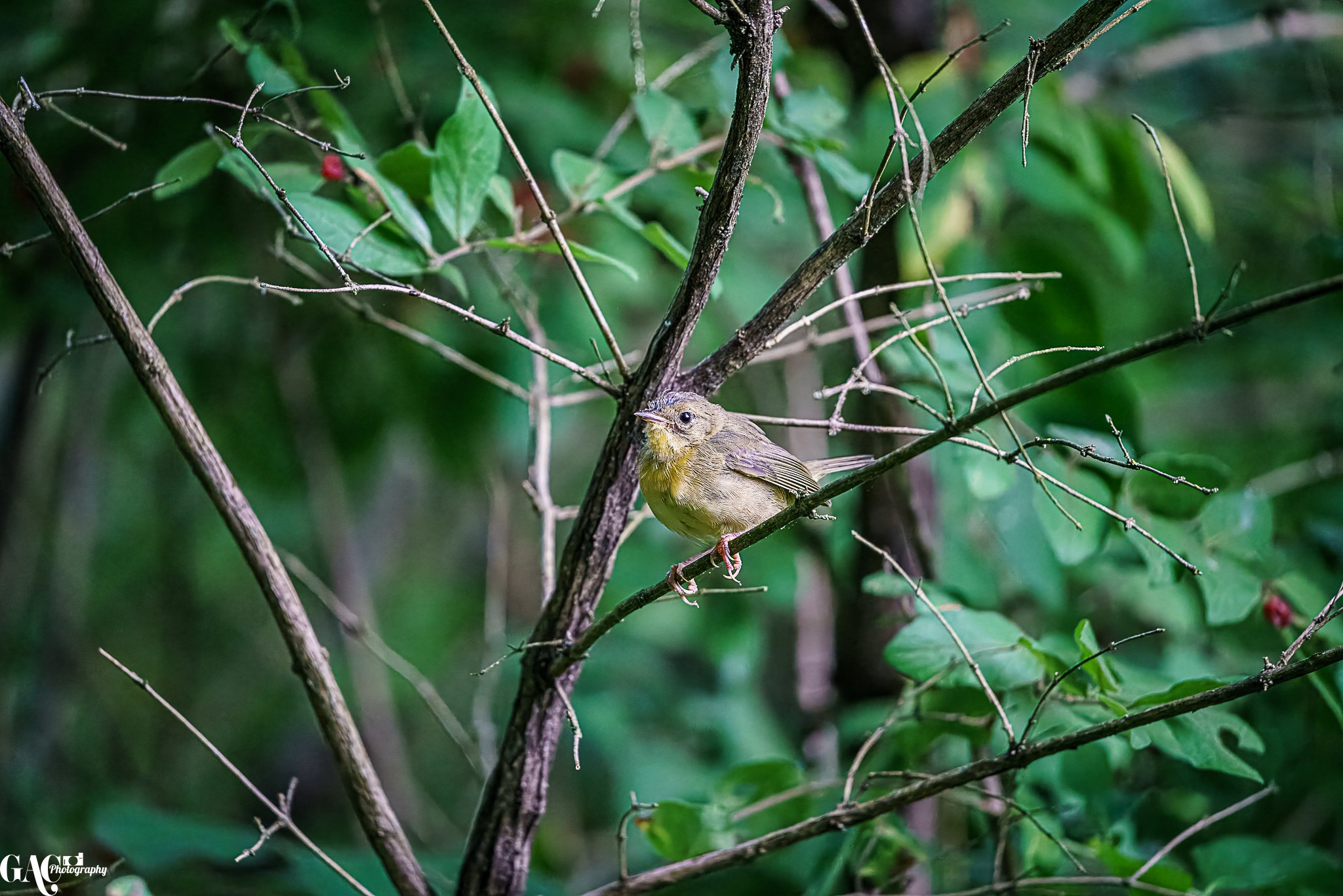 A small bird with yellow and brown feathers perched on a thin branch amidst green leaves and twigs.