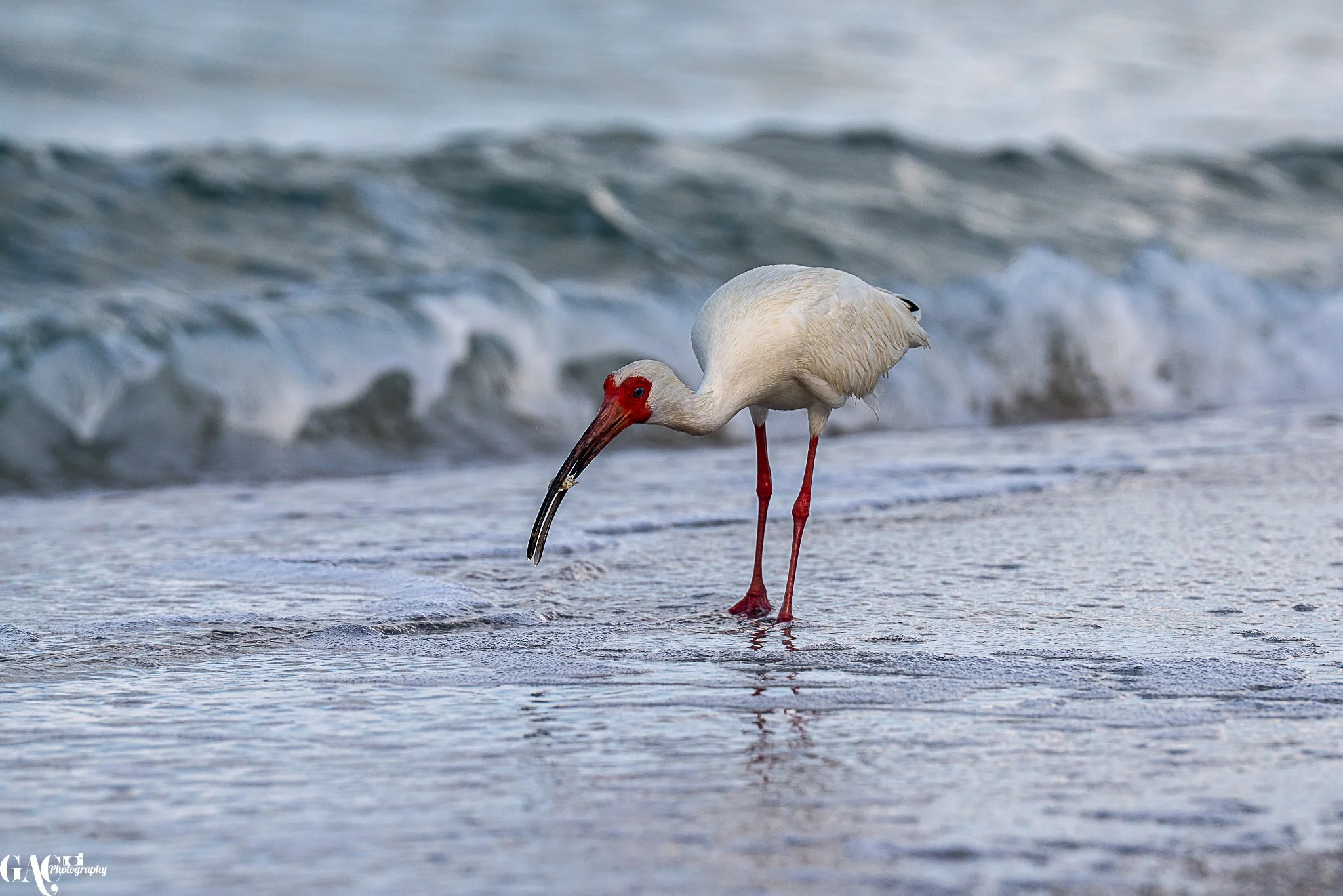 White ibis walking along a beach with waves in the background.