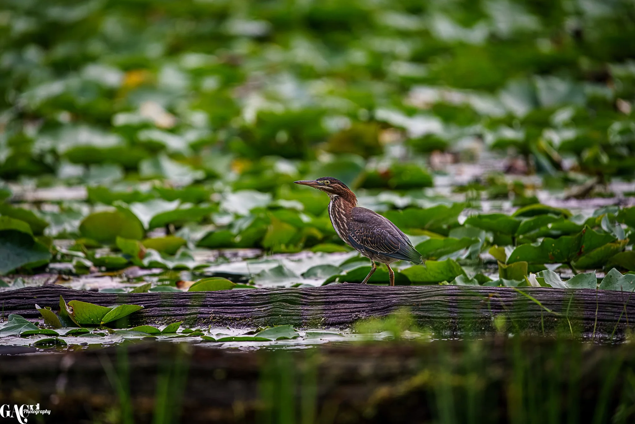 A bird with brown and black markings standing on a fallen log surrounded by green lily pads in a pond.