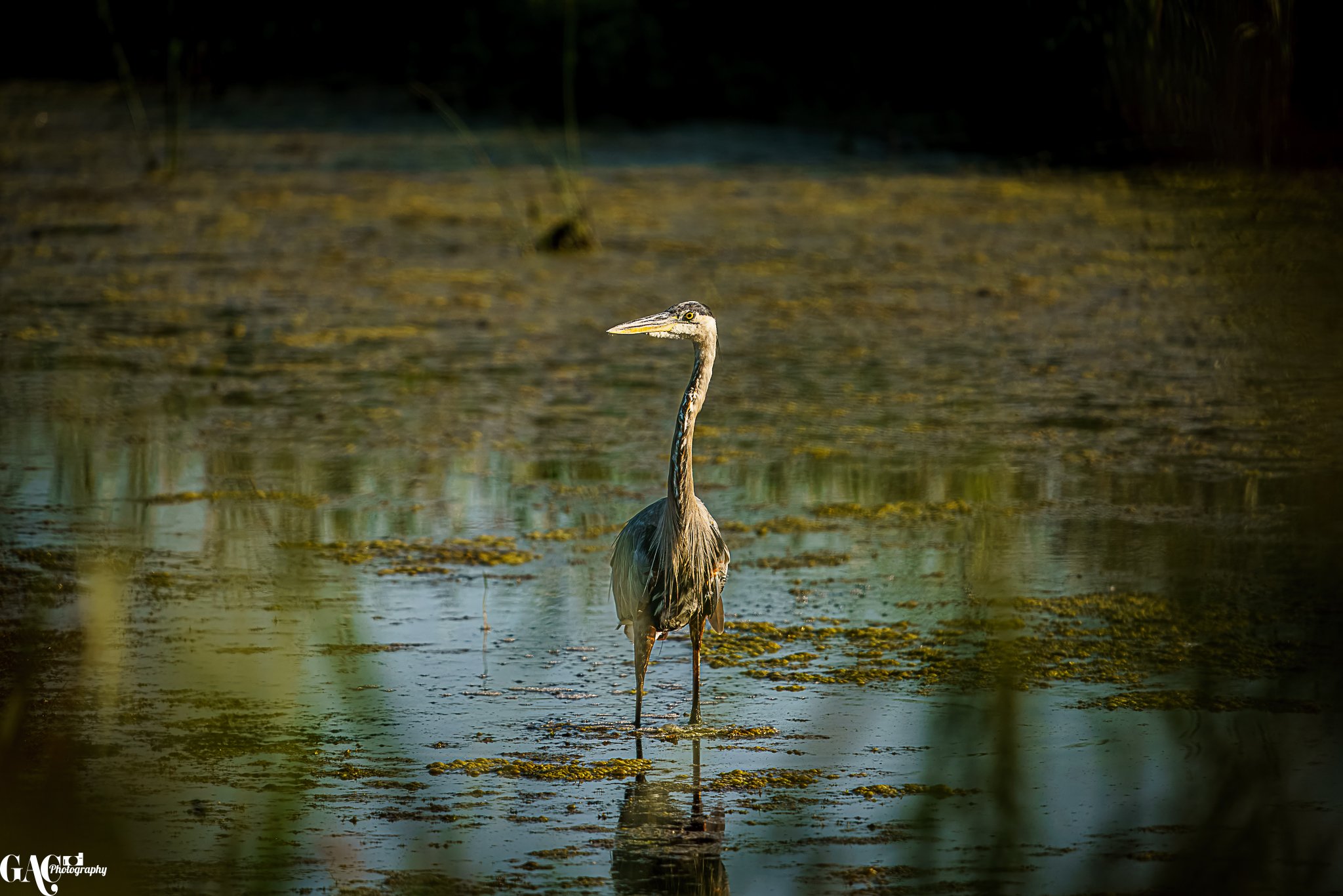 A heron standing in shallow water with algae and vegetation, surrounded by blurred dark foliage.