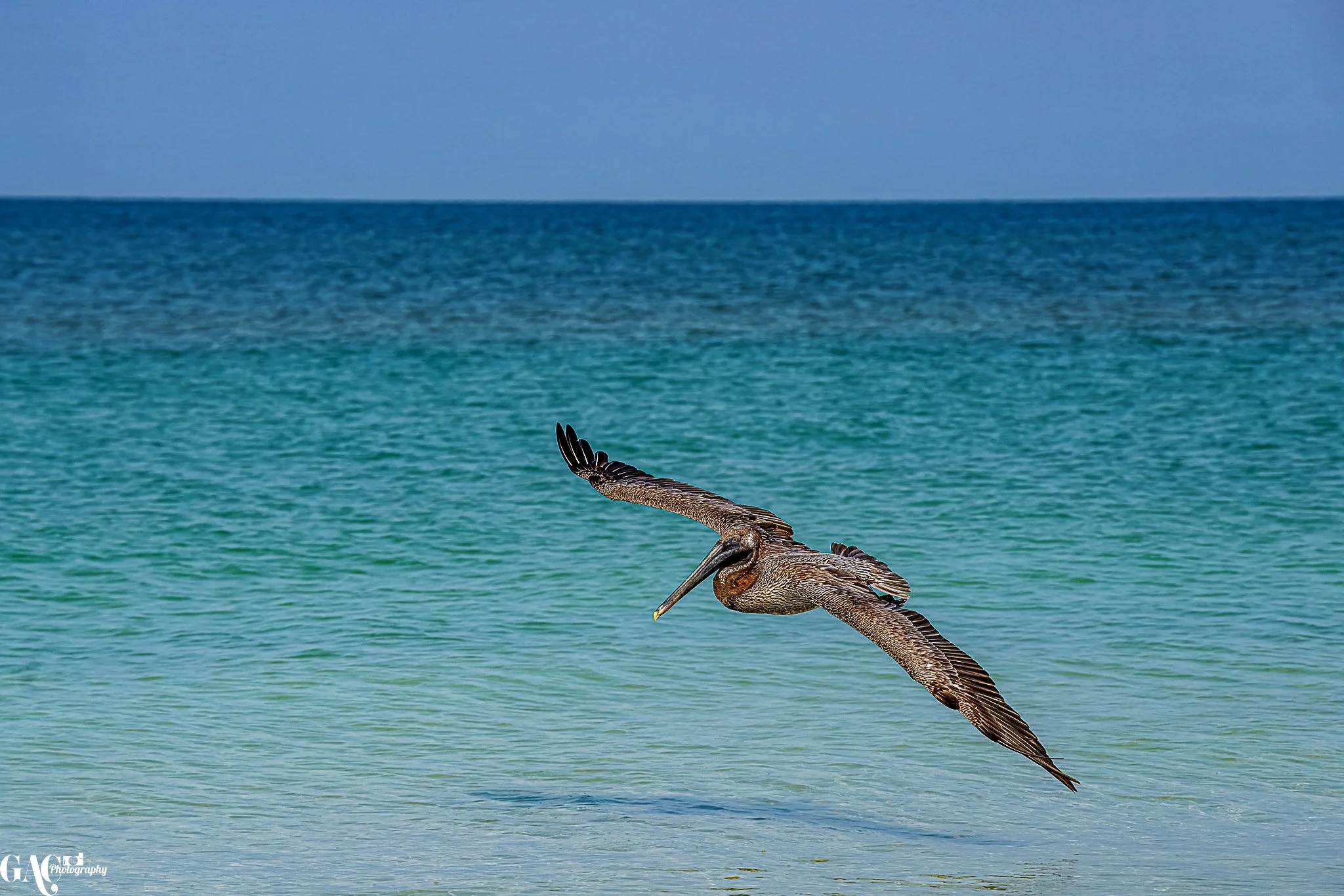 A brown pelican flying over the ocean with its wings spread.