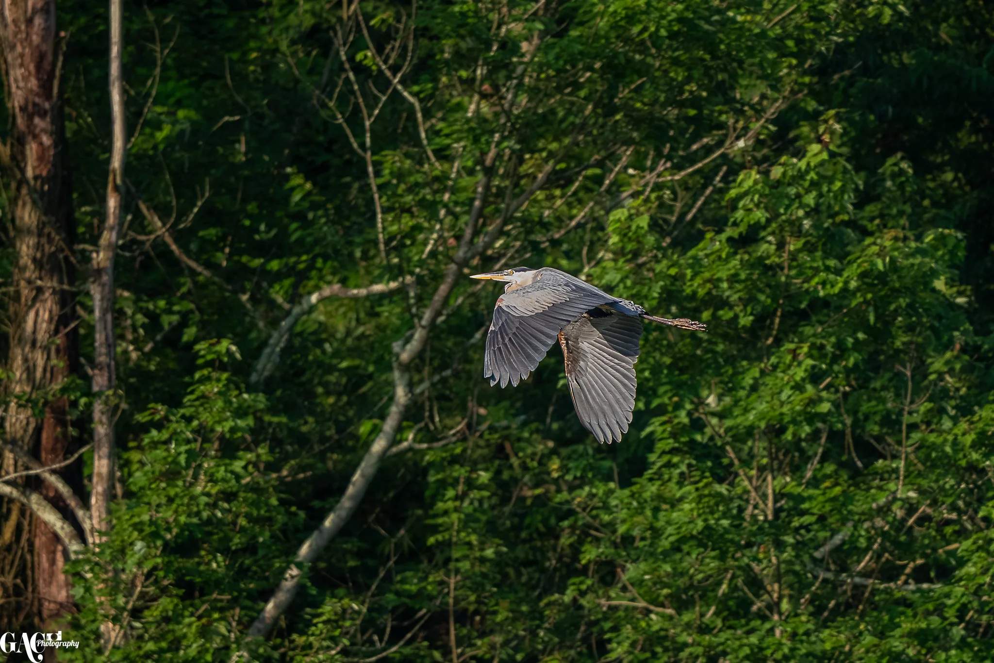 A heron flying in front of a lush green forest background.