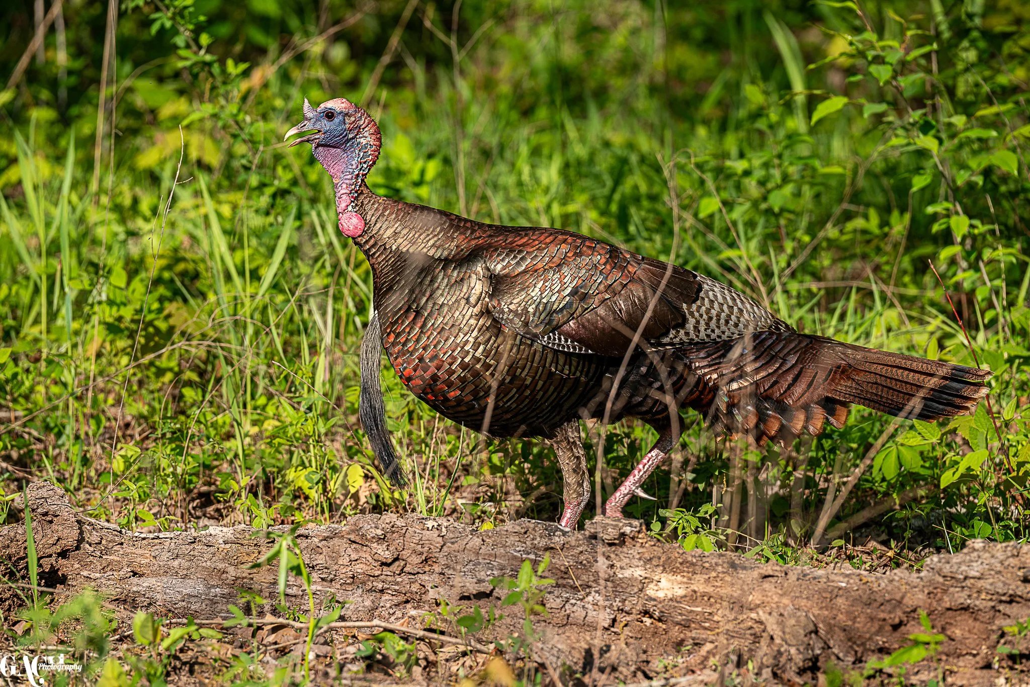 Wild turkey standing on a grassy forest floor with greenery in the background.