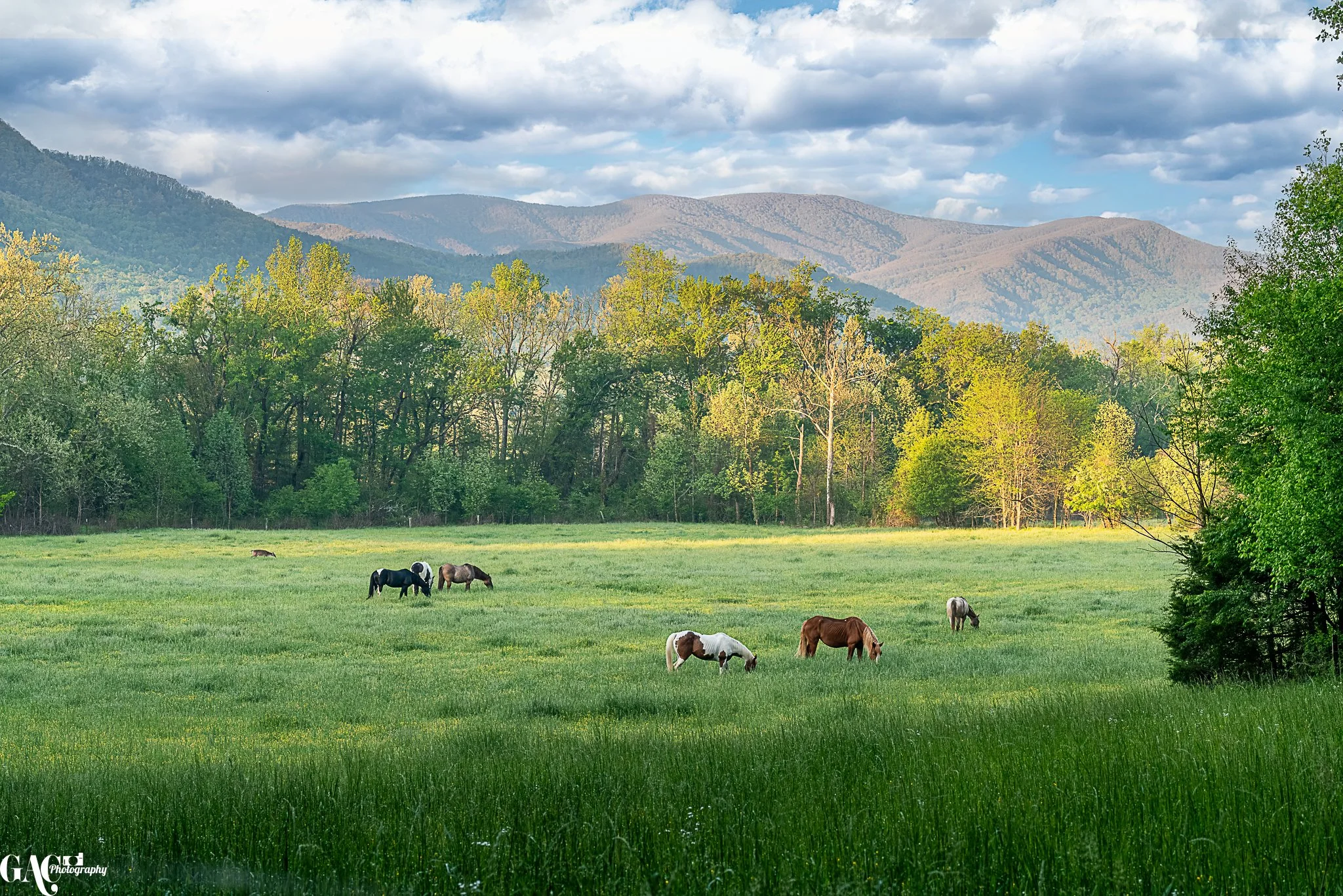 Horses grazing in a lush green meadow with a backdrop of trees and a mountain range.
