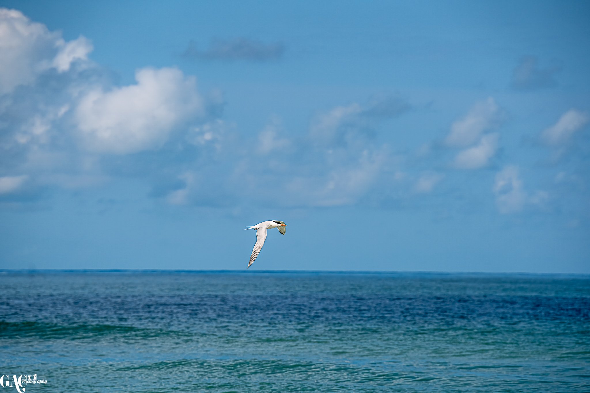 Seabird flying over the ocean under a blue sky with clouds.