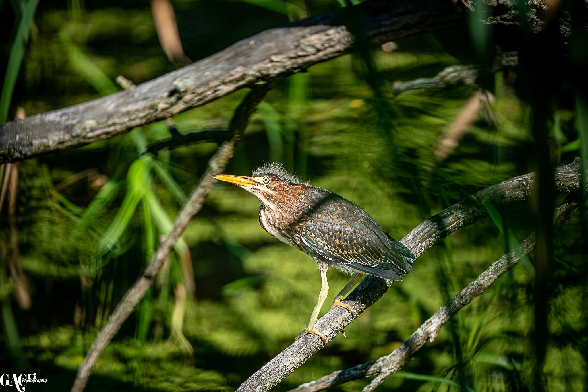 Young green heron bird perched on a branch in a lush green wetland area.