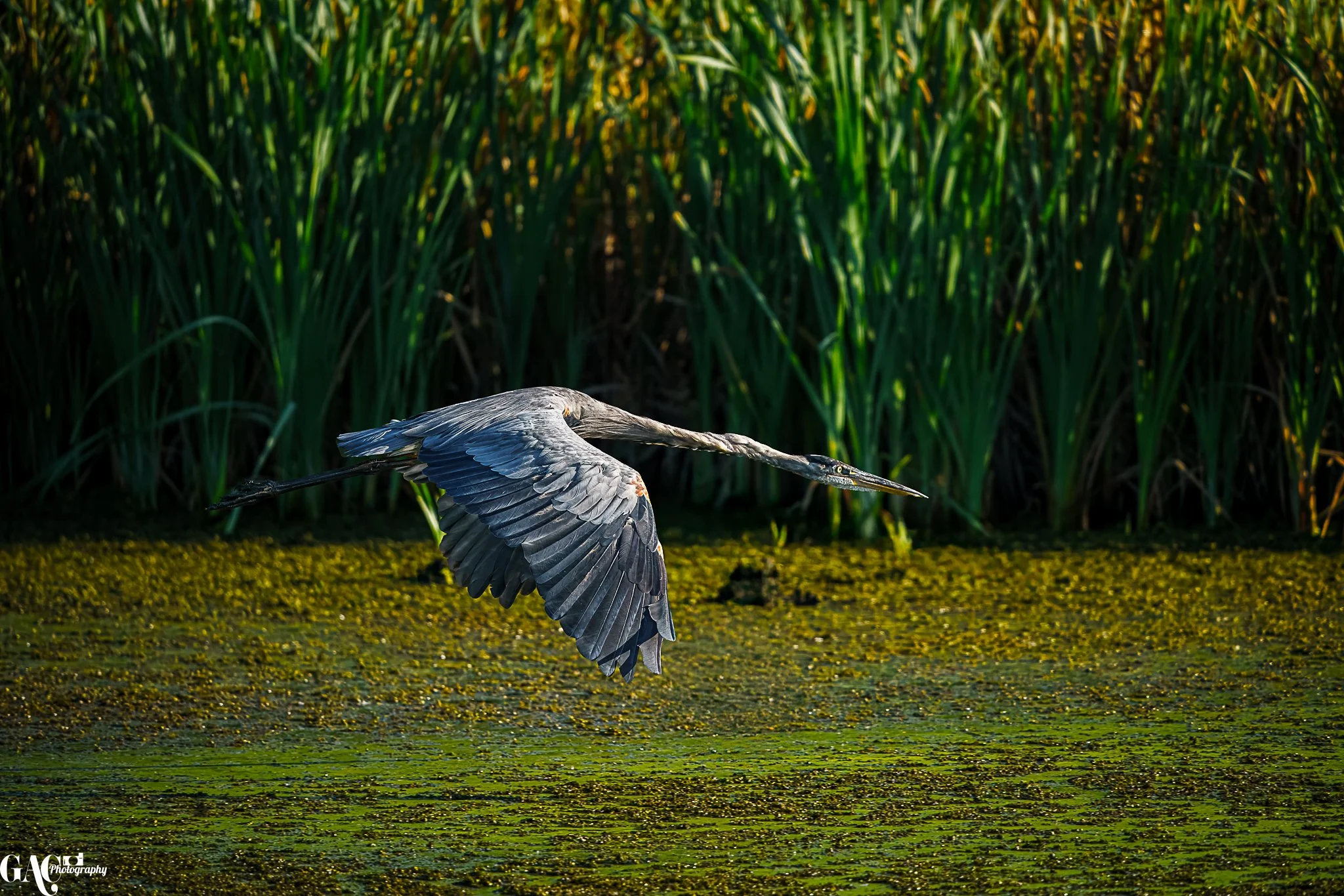 A heron flying low over a green, algae-covered body of water with tall green reeds in the background.