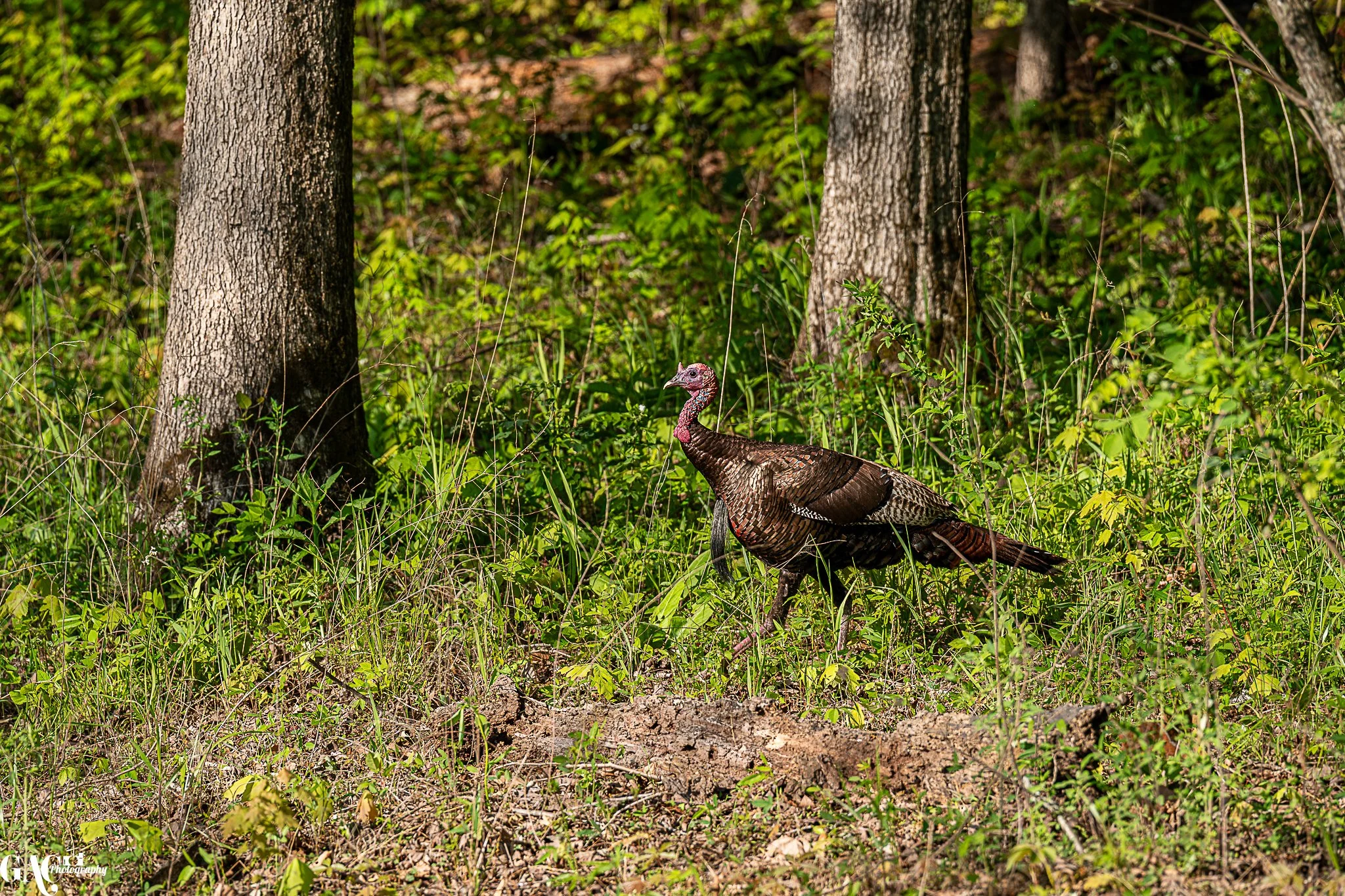 Wild turkey walking in a forested area with green foliage and trees.