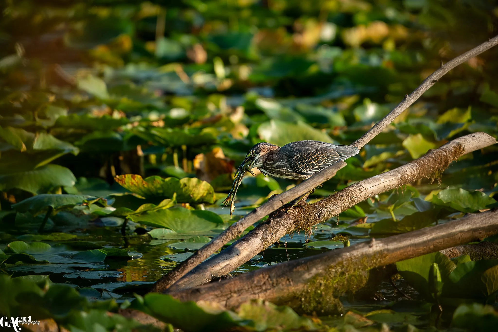 A heron perched on a log over a pond, catching multiple fish in its beak, surrounded by green lily pads.