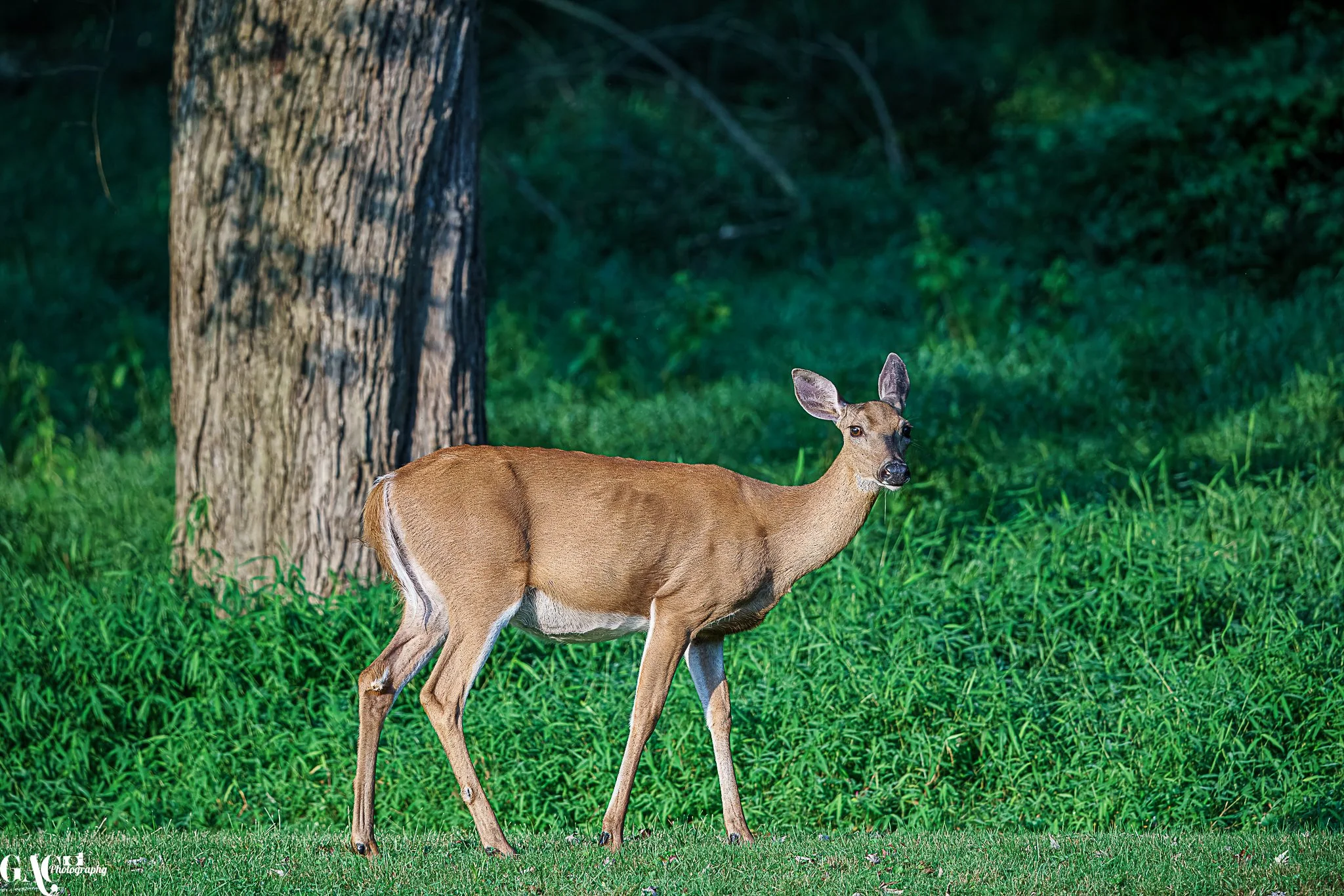 A deer standing on green grass near a tree trunk in a forested area.