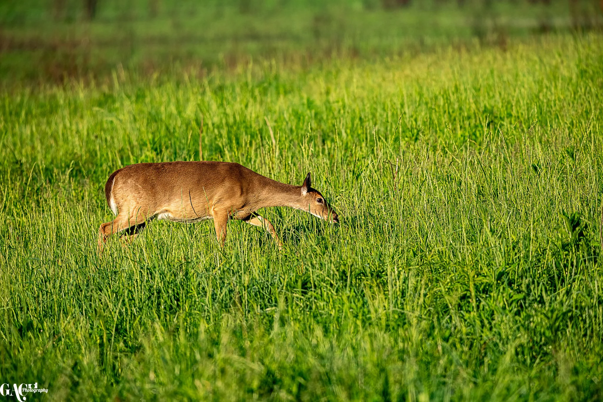 Deer grazing in a grassy field